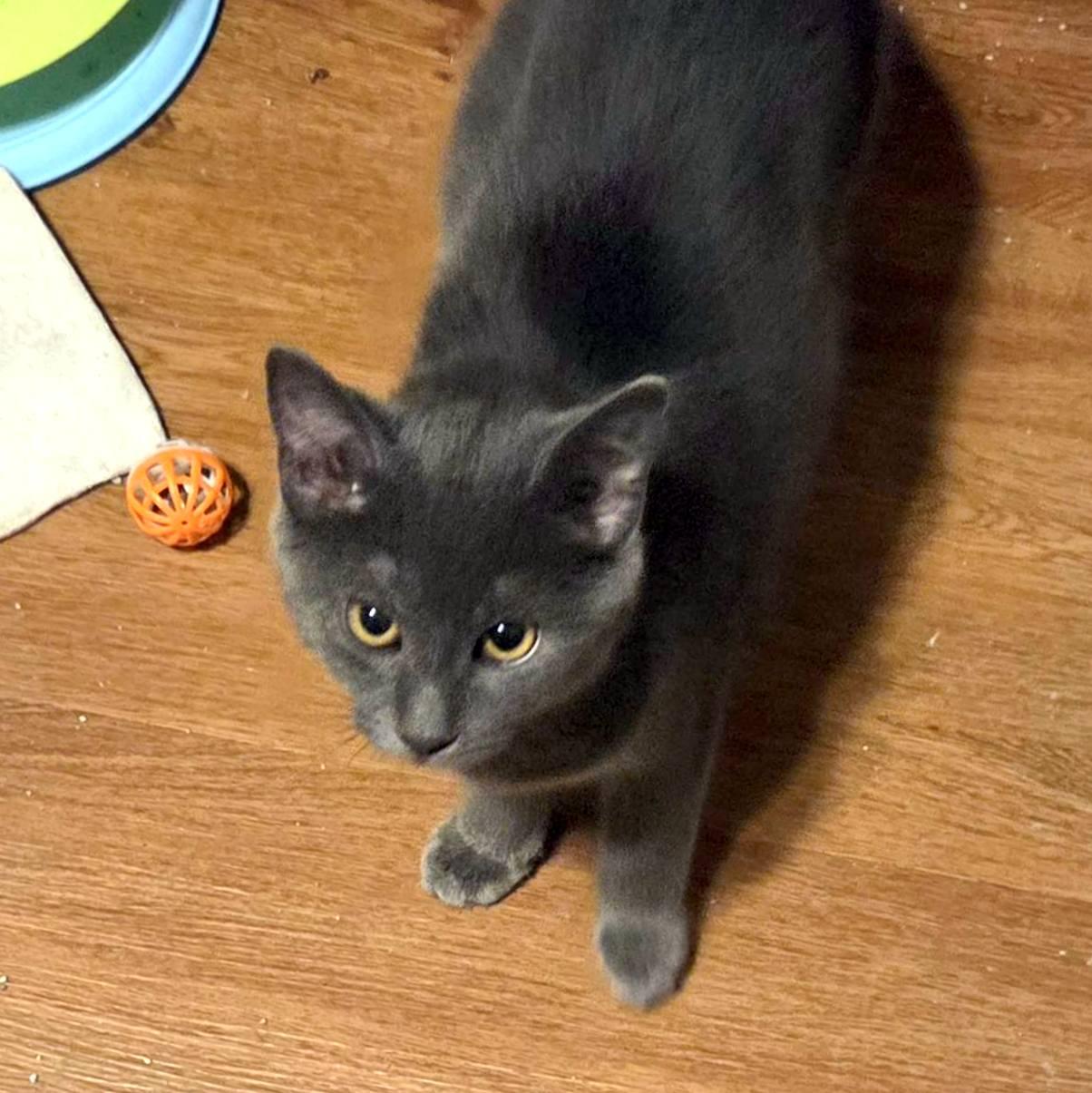 Missy, a ADOPTABLE Domestic Short Hair in Pittsburgh, PA image 2/5