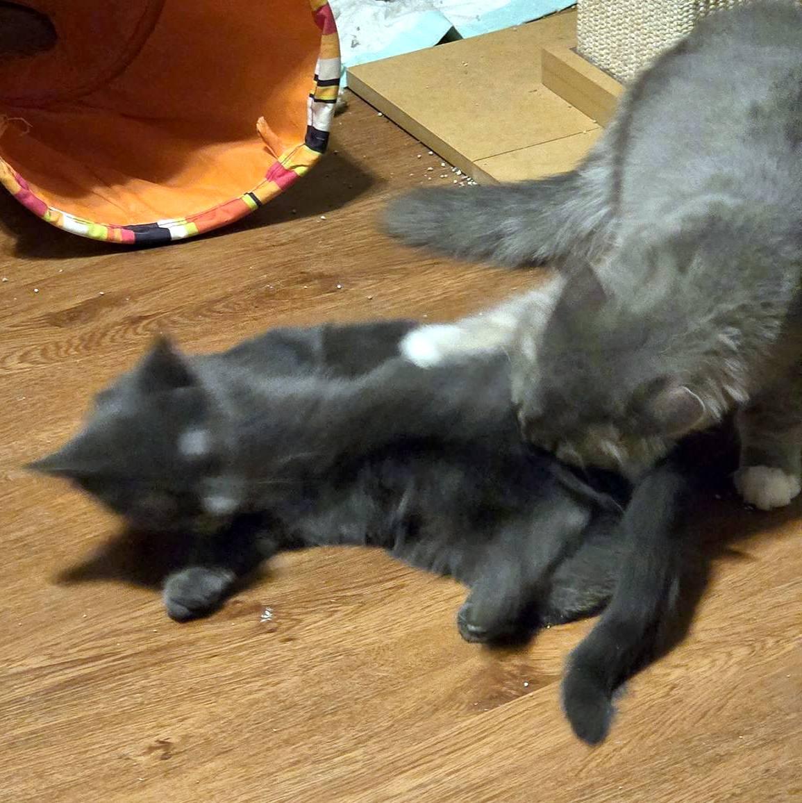 Missy, a ADOPTABLE Domestic Short Hair in Pittsburgh, PA image 5/5