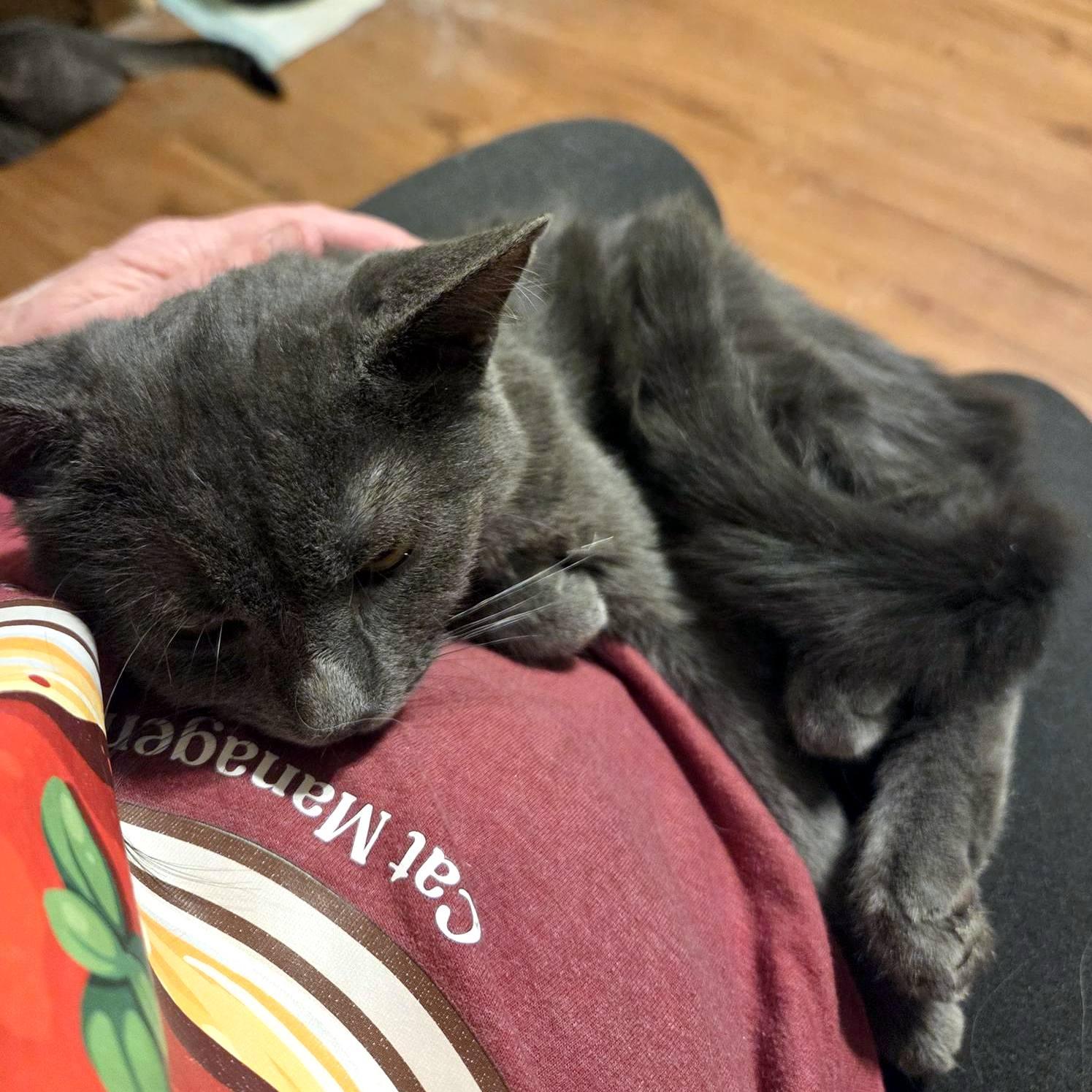 Missy, a ADOPTABLE Domestic Short Hair in Pittsburgh, PA image 4/5