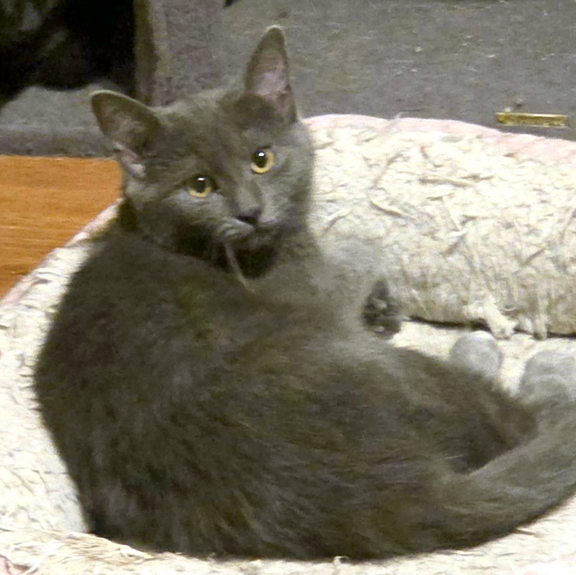 Missy, a ADOPTABLE Domestic Short Hair in Pittsburgh, PA image 1/5