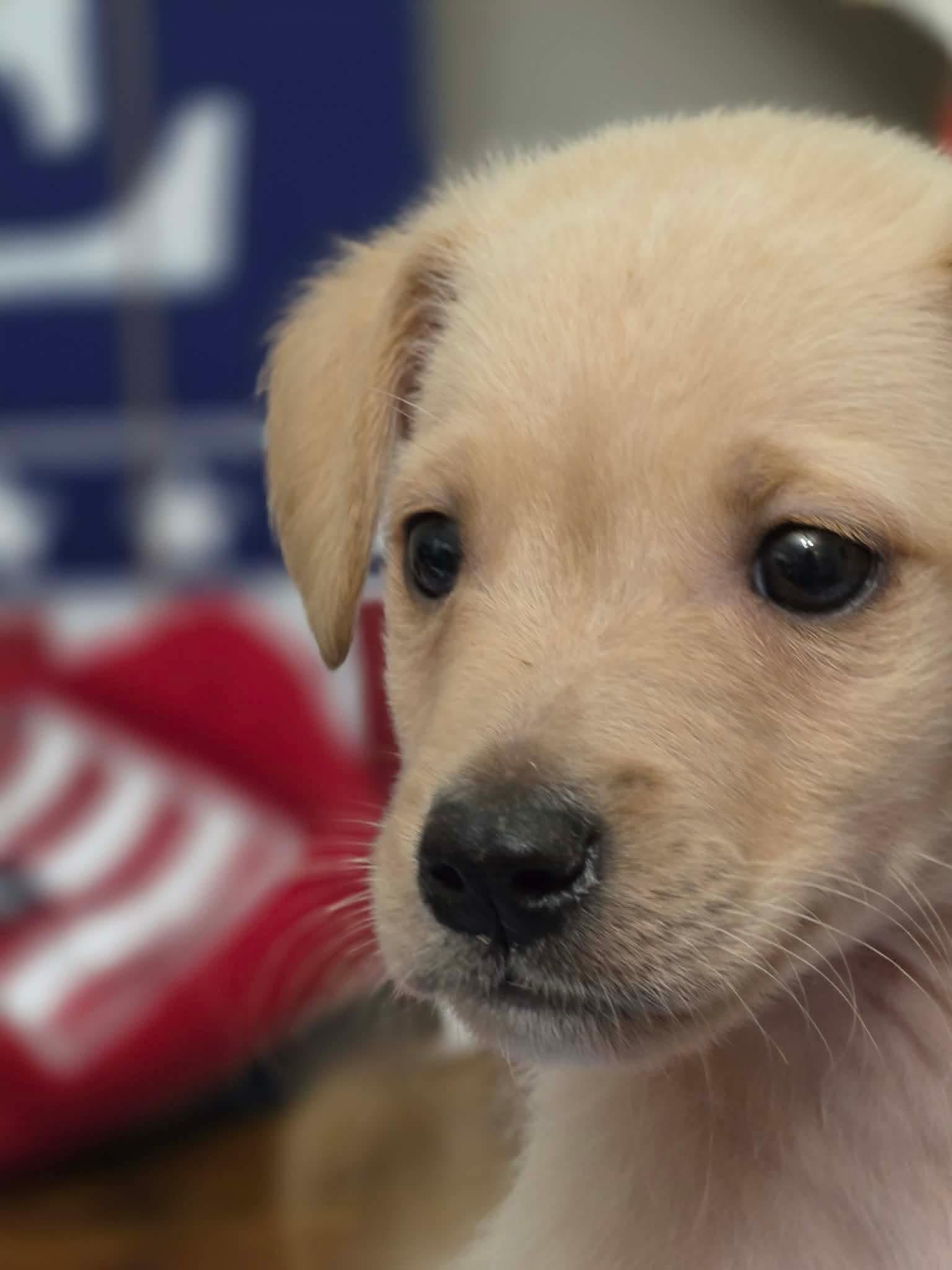 Dunkin, an adopted mixed breed in Manalapan, NJ image 4/6