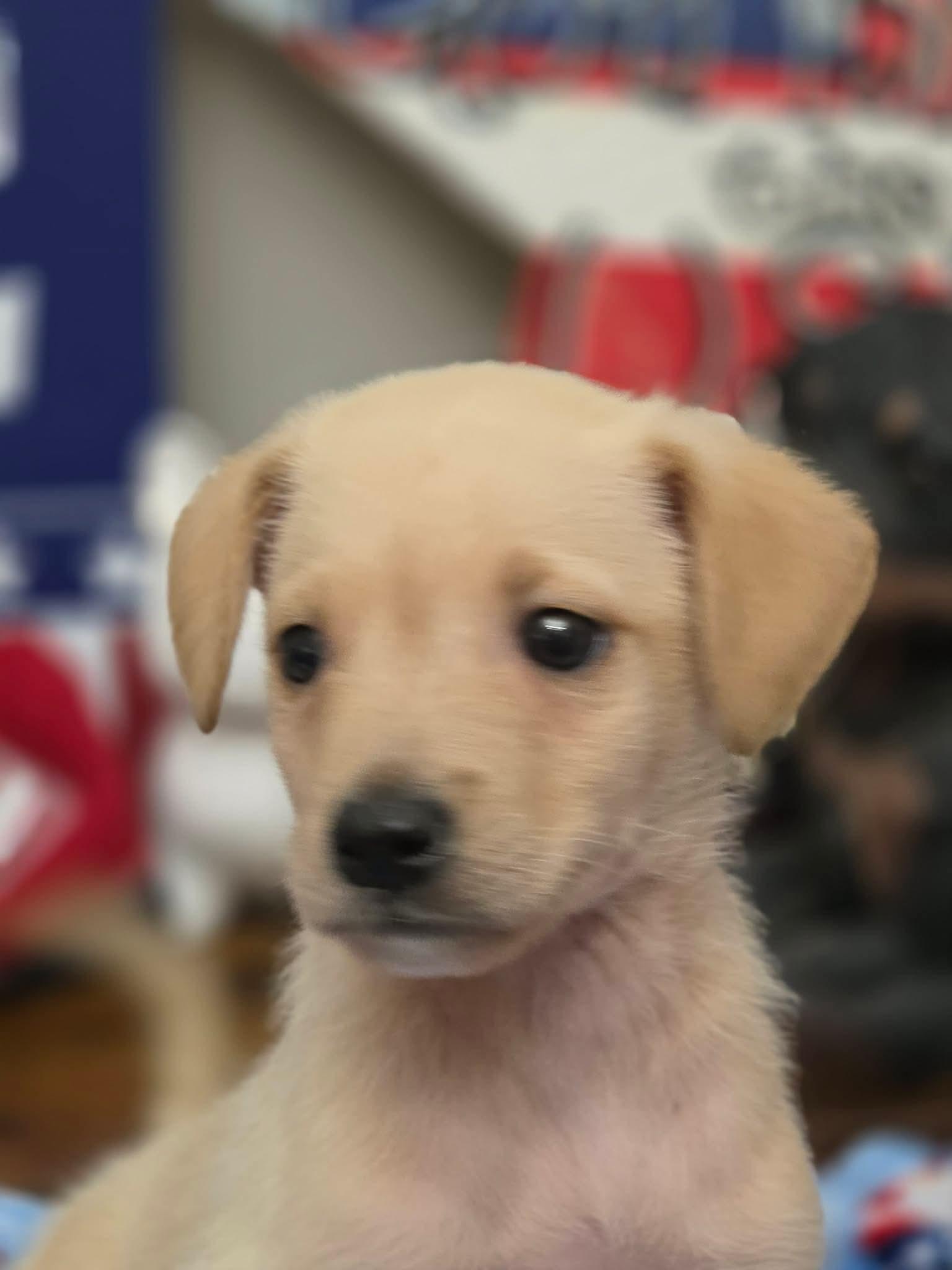 Dunkin, an adopted mixed breed in Manalapan, NJ image 6/6