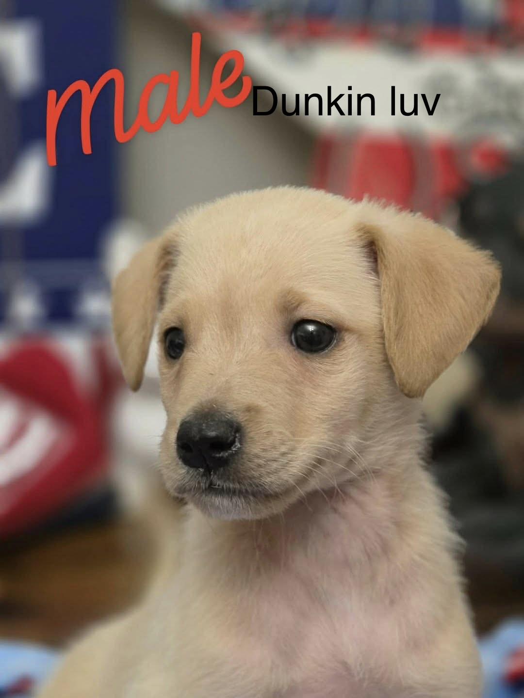 Dunkin, adopted, Puppy Male Terrier.