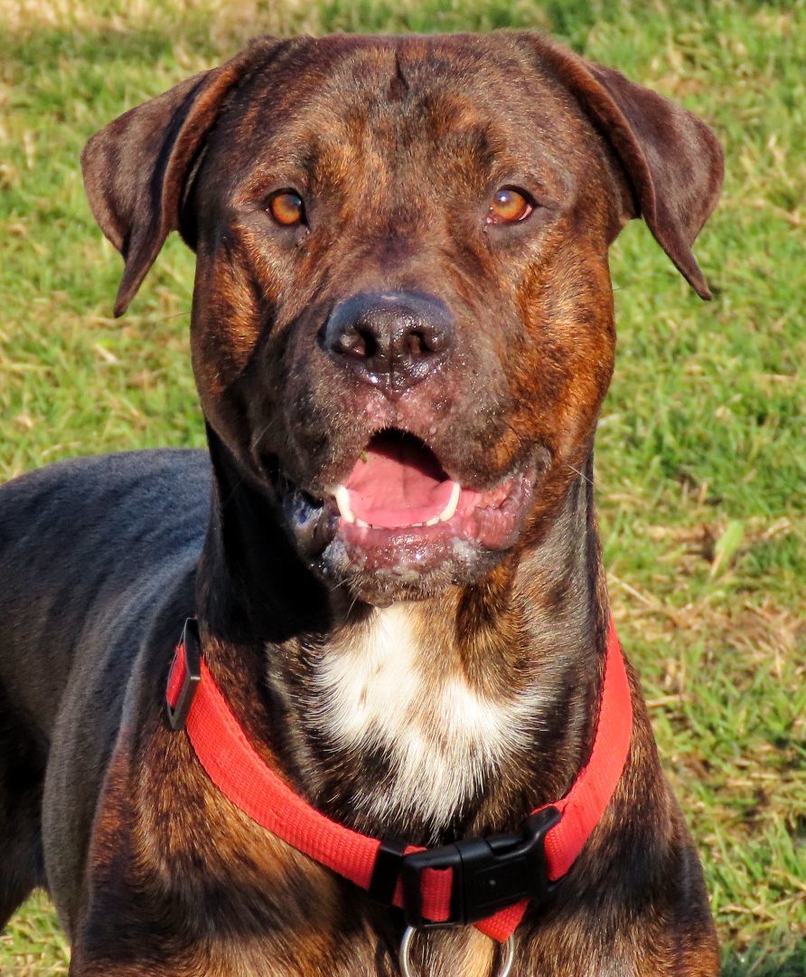 23-445 Hunter, Adoptable, Adult Male Pit Bull Terrier & Rottweiler.
