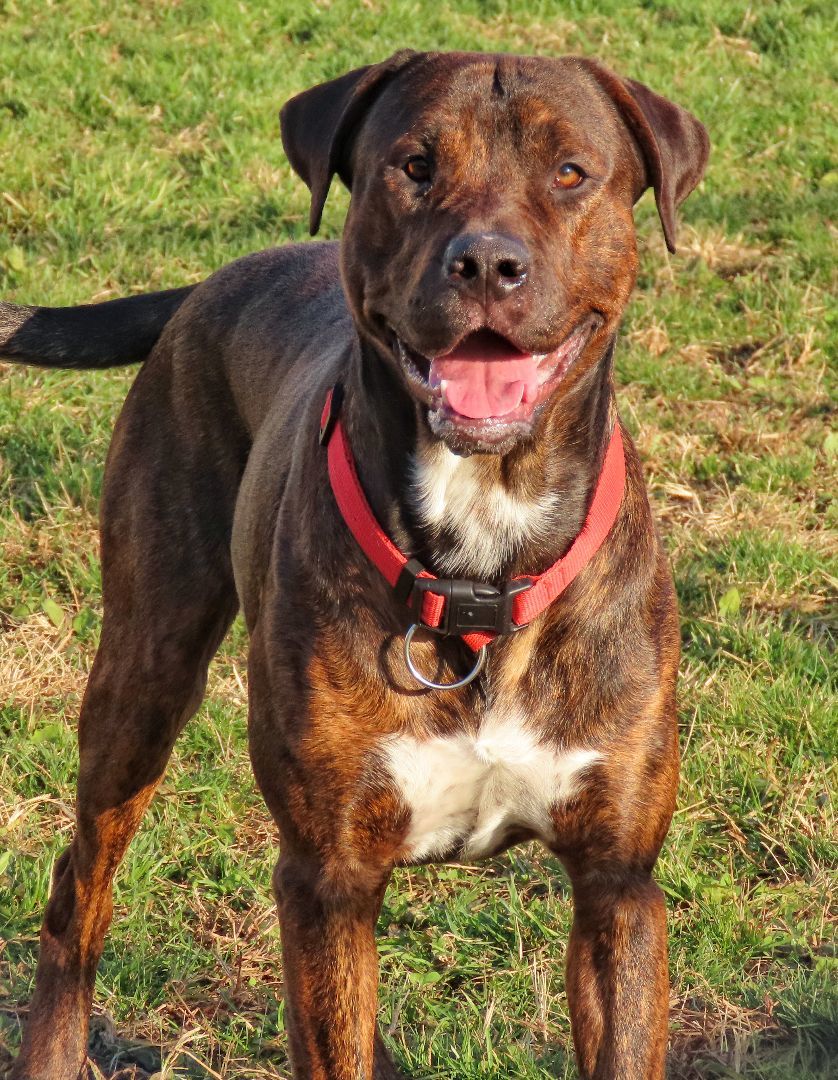 23-445 Hunter, a Adoptable mixed breed in Amityville, NY image 2/6