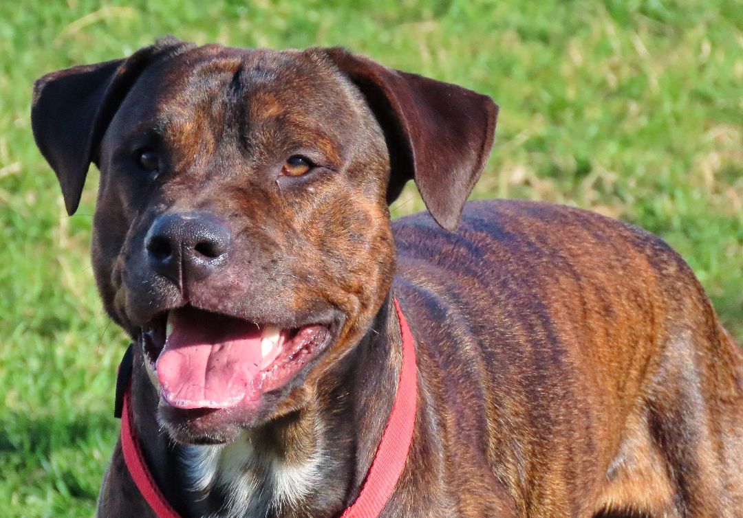 23-445 Hunter, a Adoptable mixed breed in Amityville, NY image 3/6