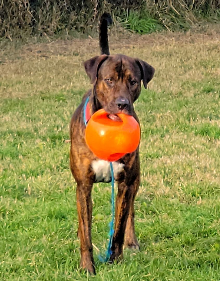 23-445 Hunter, a Adoptable mixed breed in Amityville, NY image 5/6