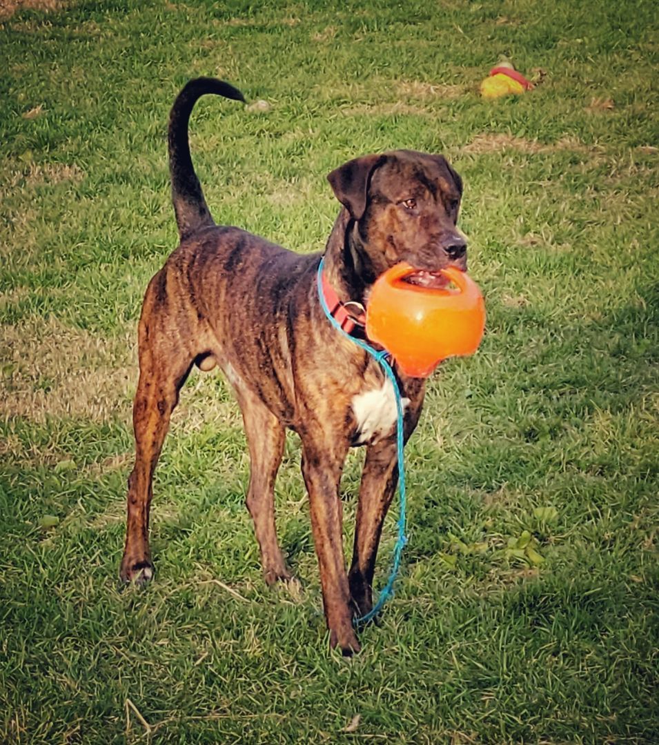 23-445 Hunter, a Adoptable mixed breed in Amityville, NY image 6/6