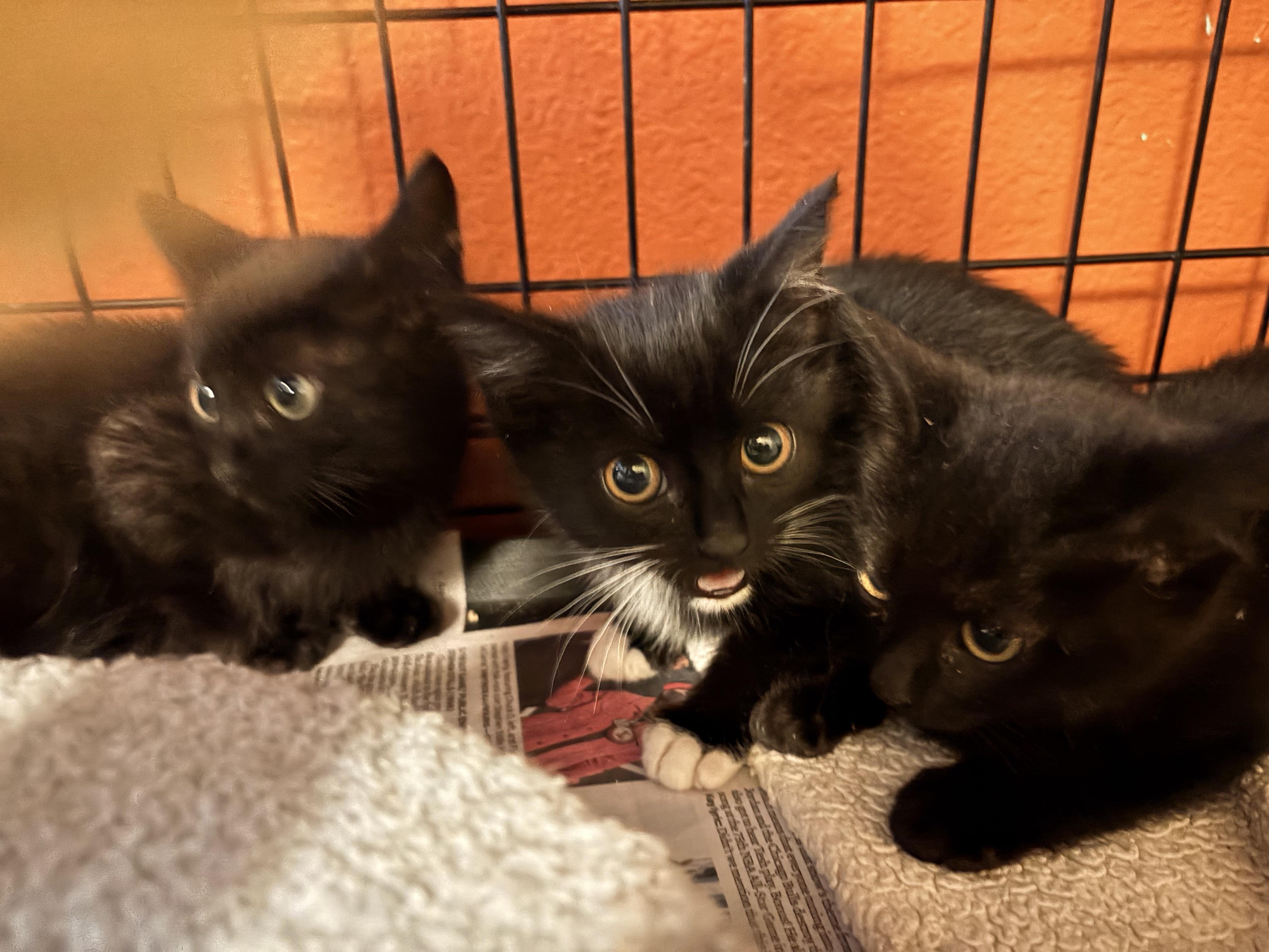 Osita , an adopted Domestic Medium Hair in Hayward, CA image 2/6