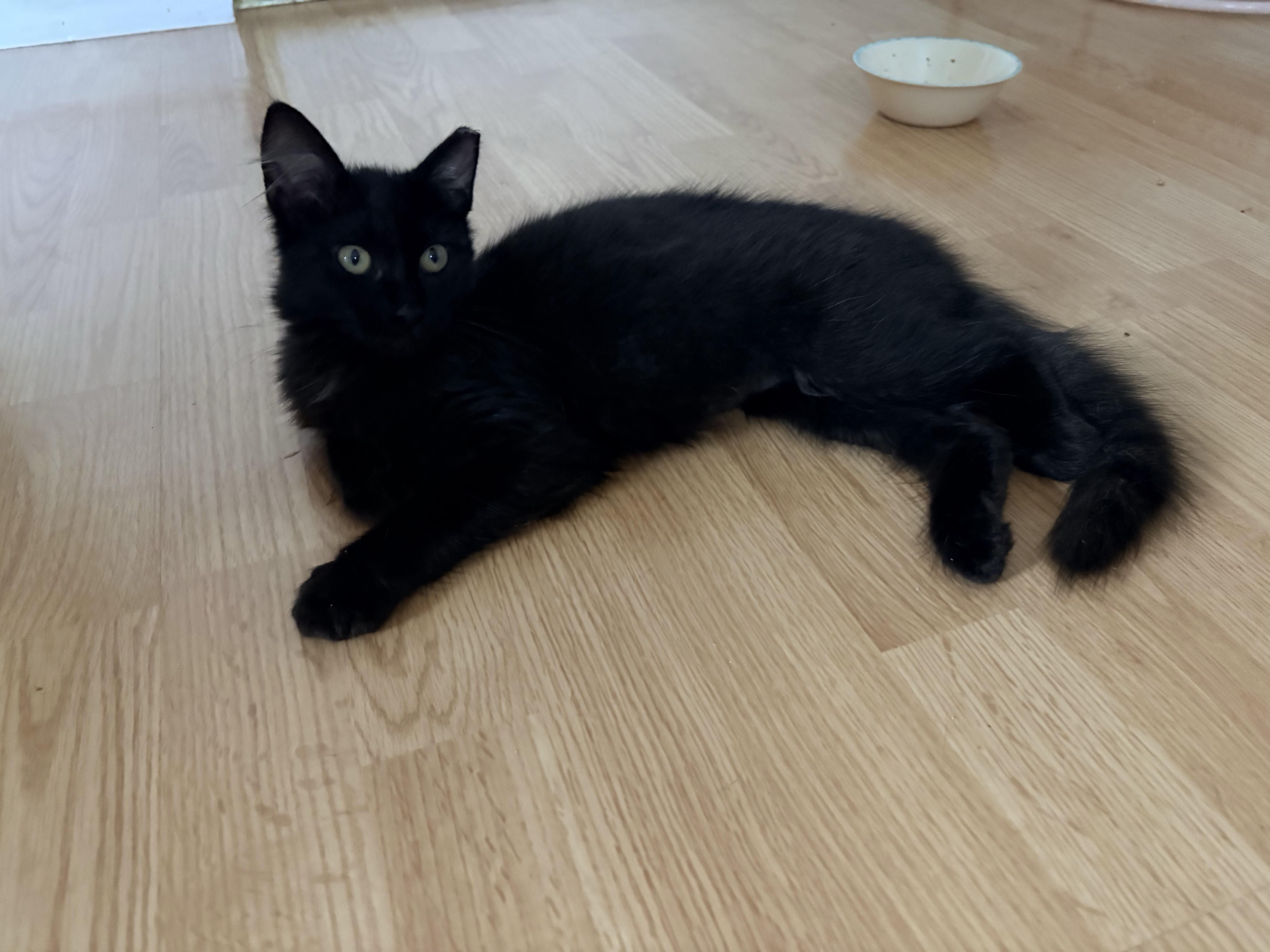 Osita , an adopted Domestic Medium Hair in Hayward, CA image 1/6