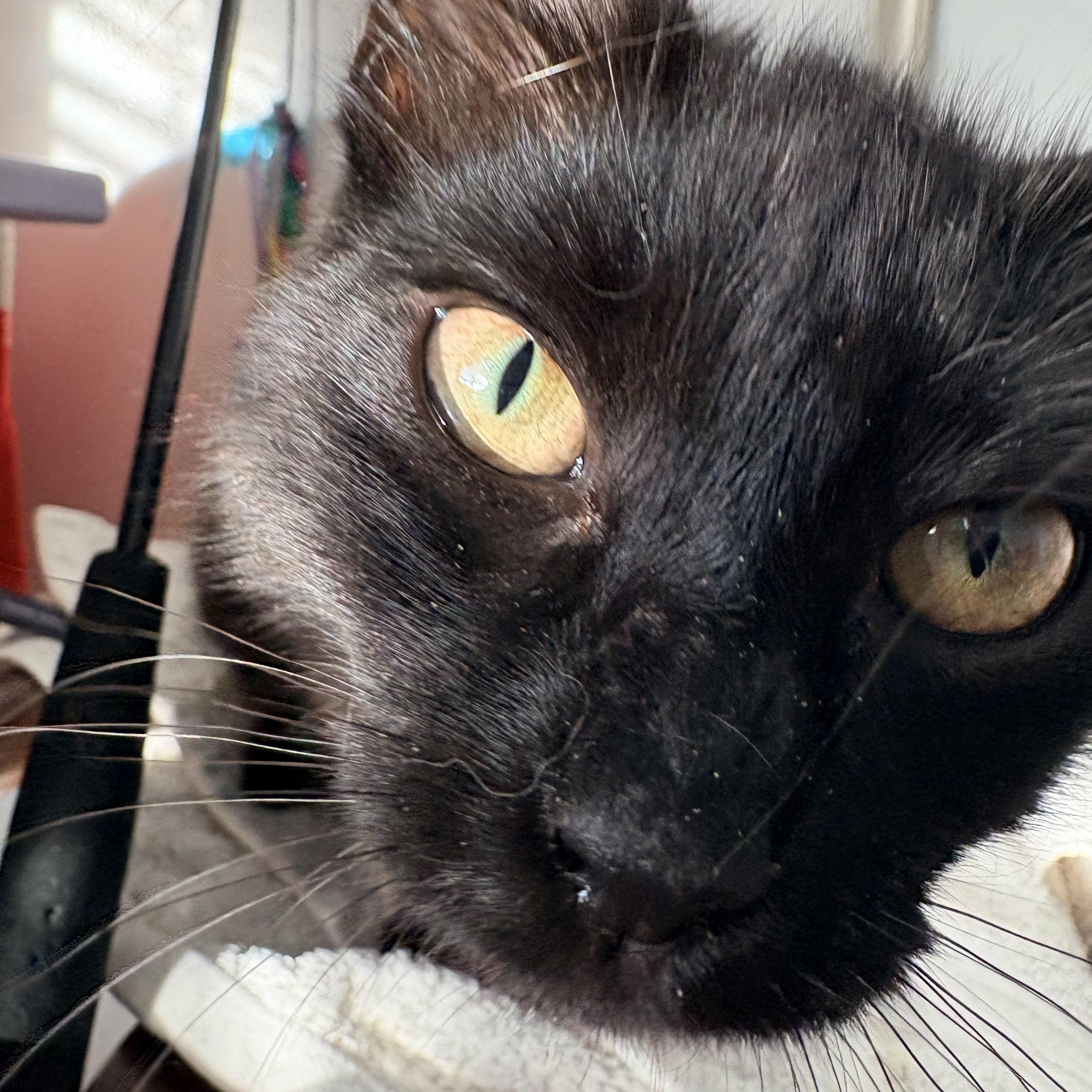 Osita , an adopted Domestic Medium Hair in Hayward, CA image 4/6