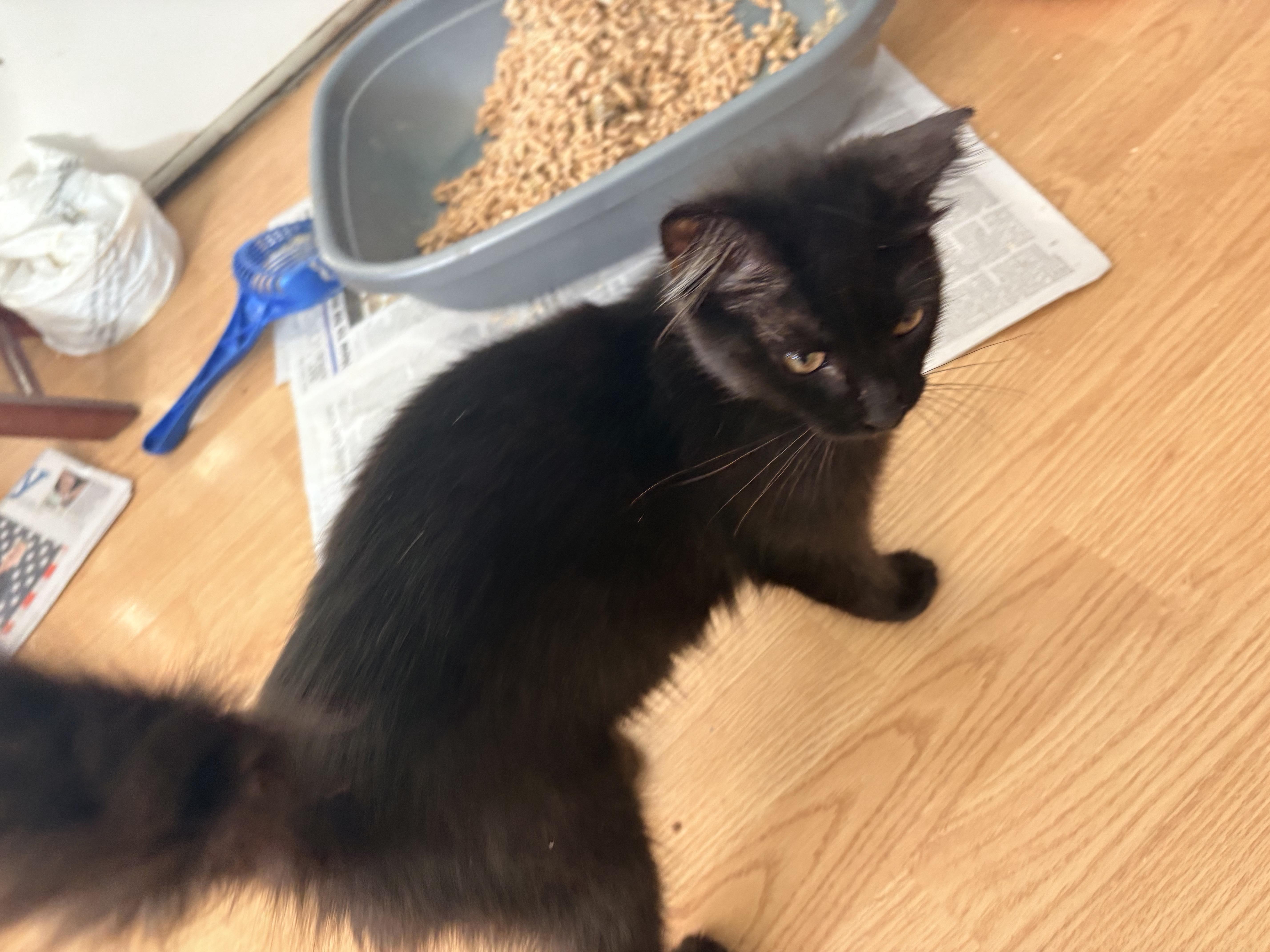 Osita , an adopted Domestic Medium Hair in Hayward, CA image 6/6