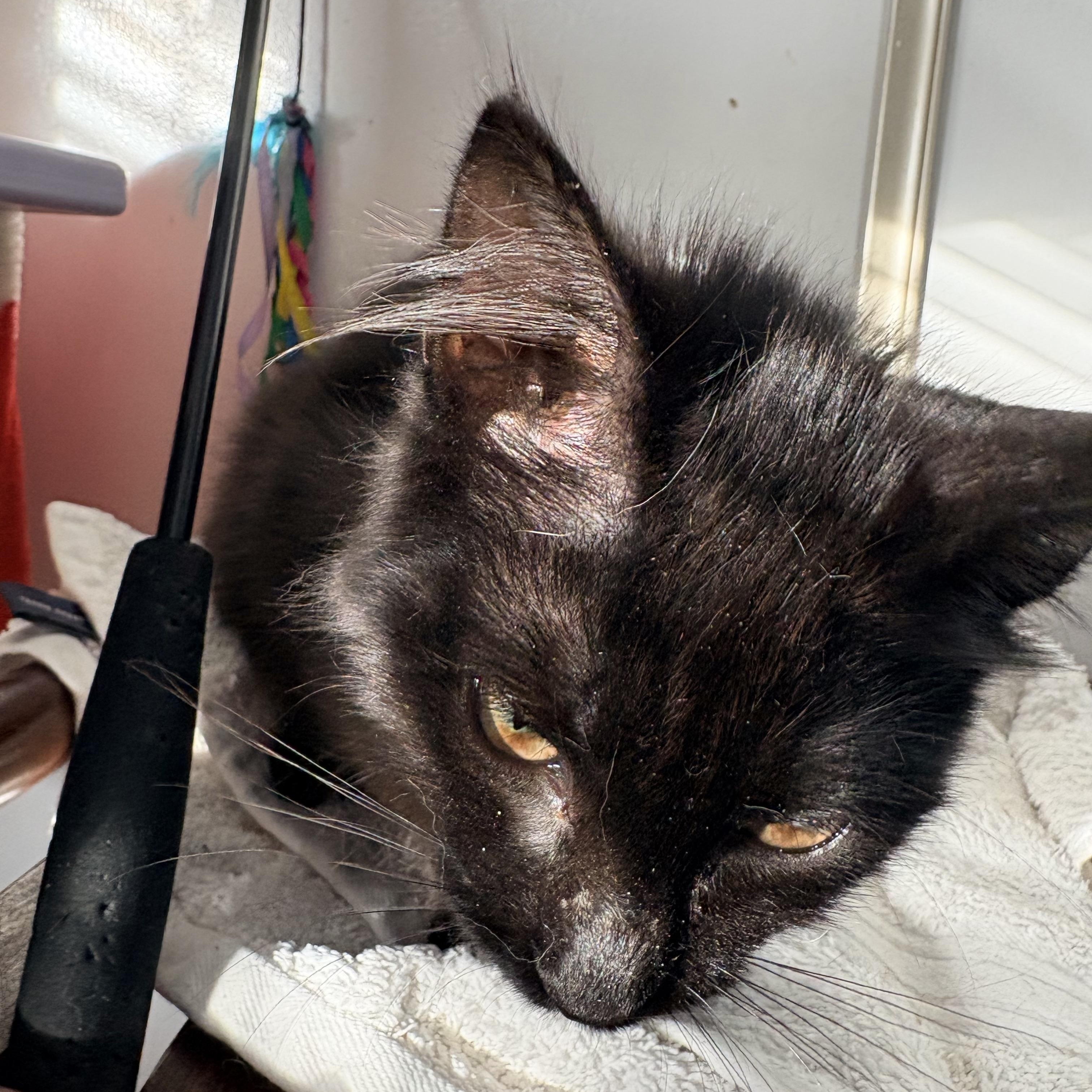 Osita , an adopted Domestic Medium Hair in Hayward, CA image 3/6