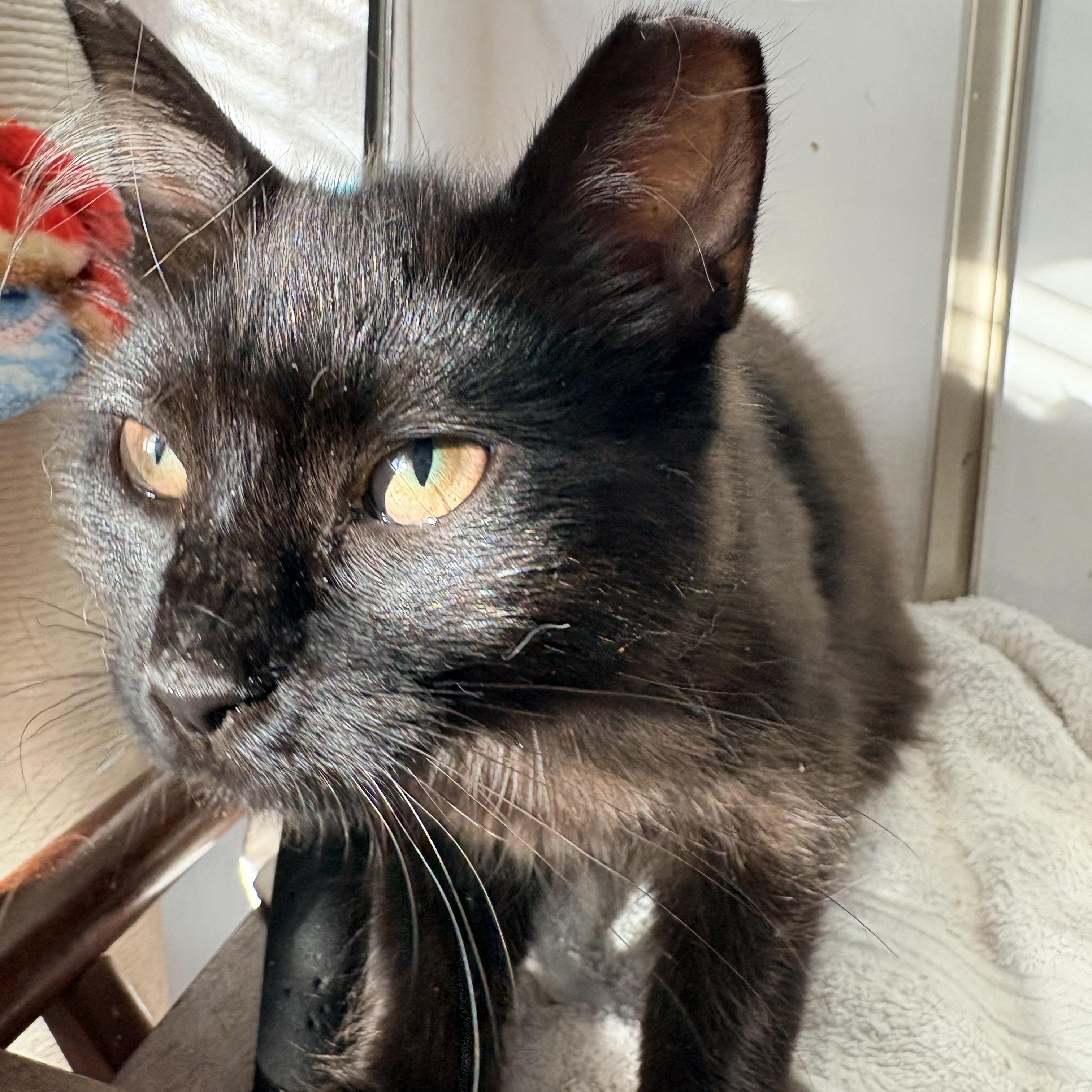 Osita , an adopted Domestic Medium Hair in Hayward, CA image 5/6