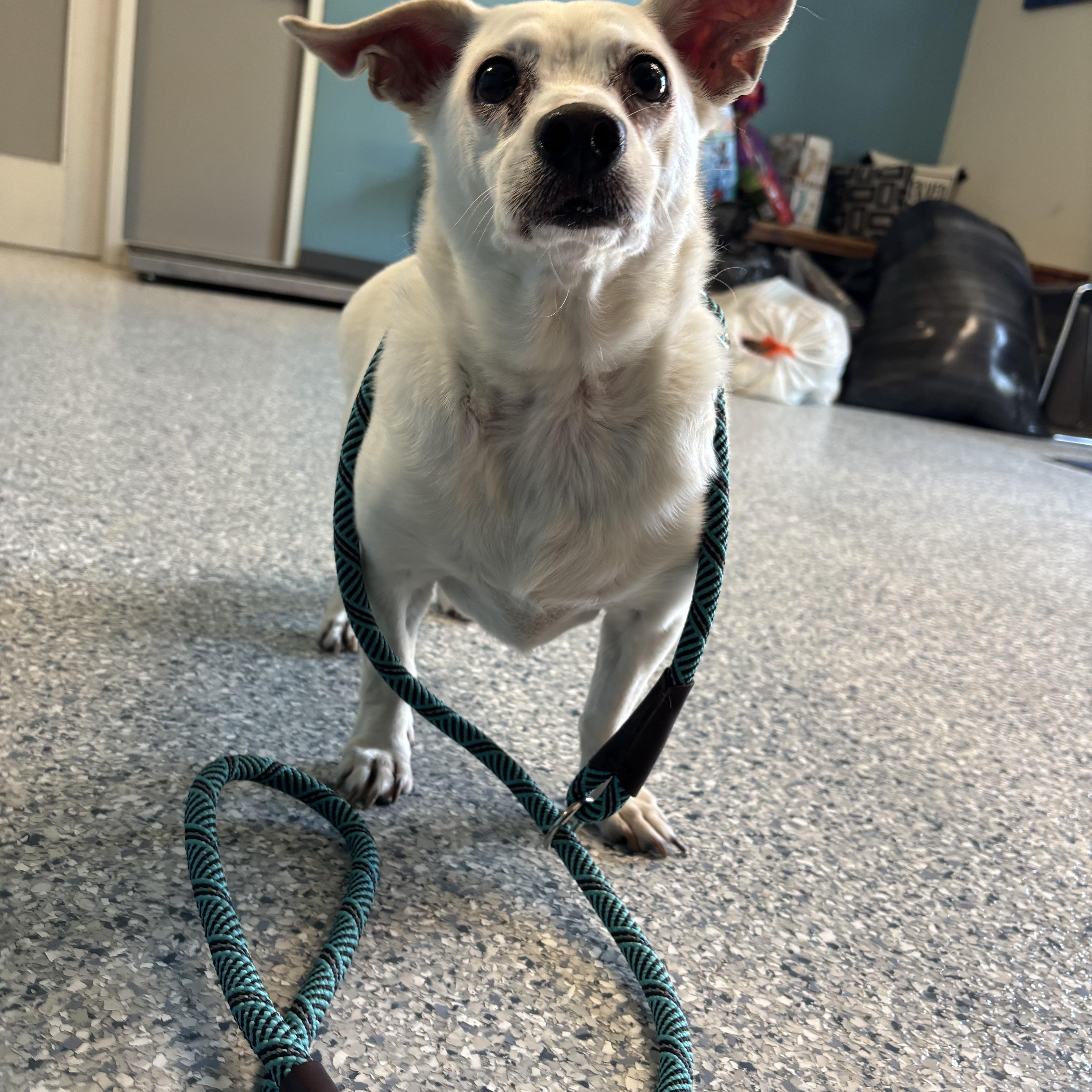 Enlarge Poppy, an adopted mixed breed in Gladstone, MO image 1/1