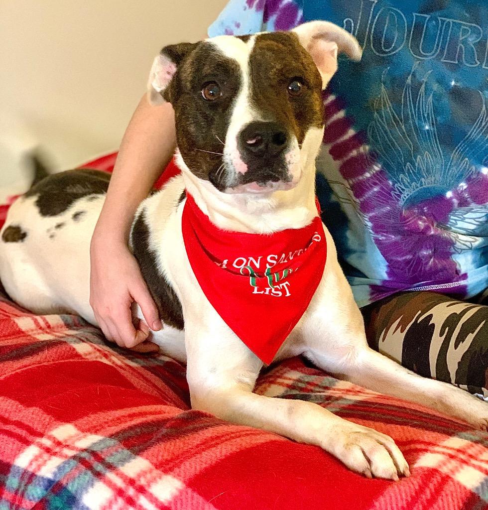 Enlarge Bo, a Adoptable mixed breed in Albany, GA image 2/4