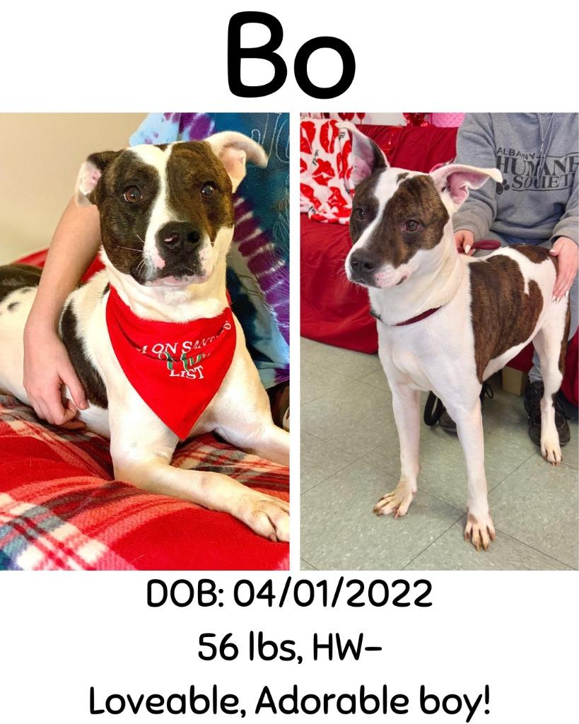 Enlarge Bo, a Adoptable mixed breed in Albany, GA image 4/6