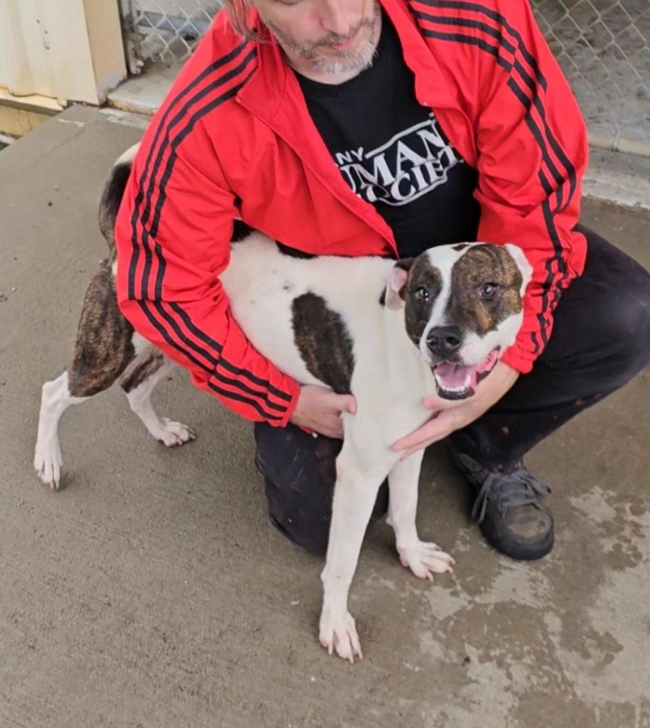 Enlarge Bo, a Adoptable mixed breed in Albany, GA image 6/6