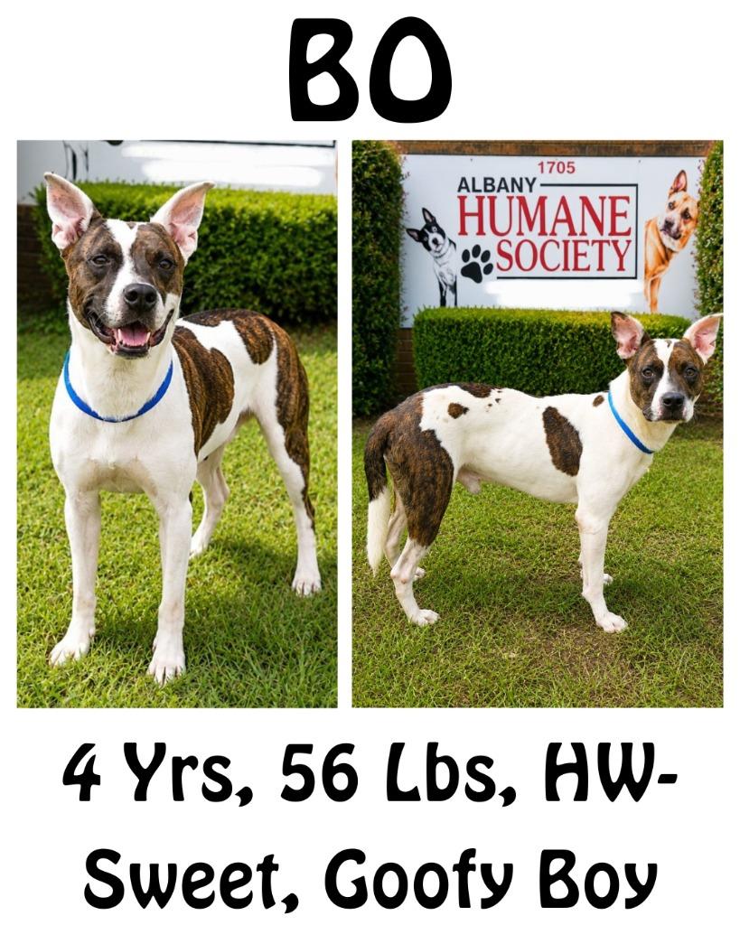 Bo, a Adoptable mixed breed in Albany, GA image 6/6
