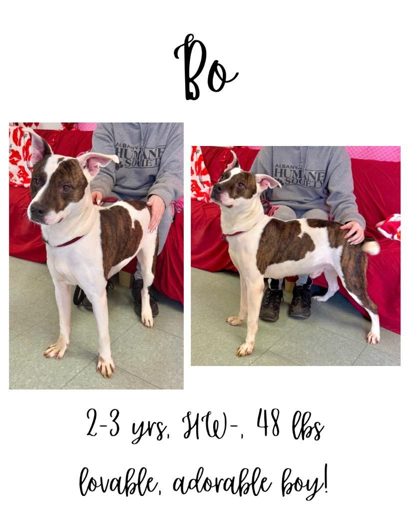 Bo, a Adoptable mixed breed in Albany, GA image 3/4
