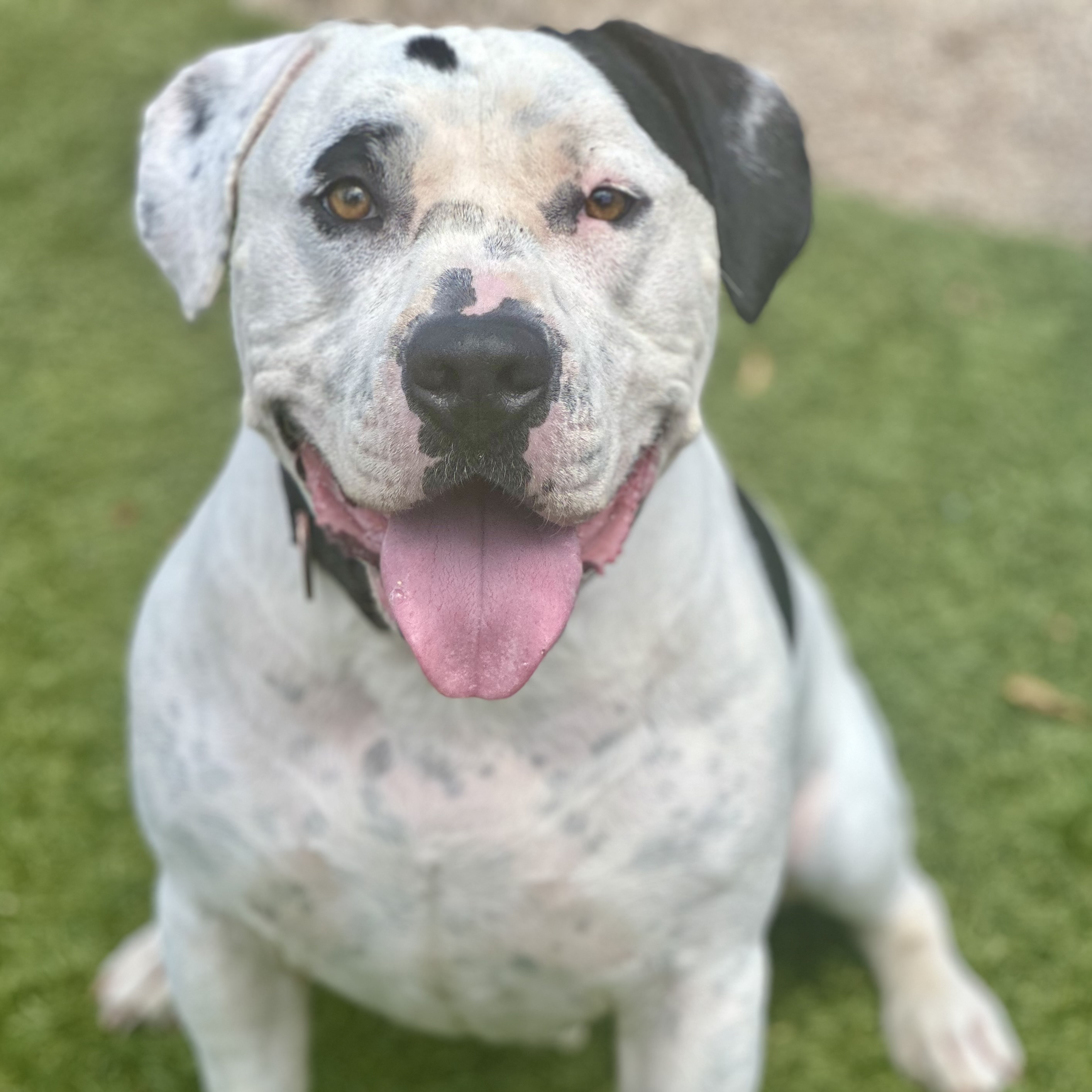 Chip, a Adoptable mixed breed in Agua Dulce, CA image 1/13