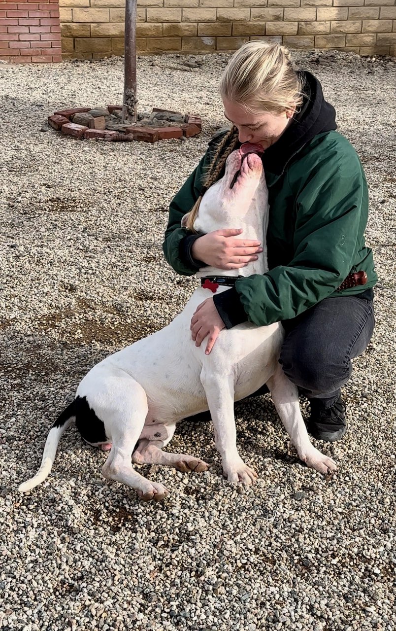 Chip, a Adoptable mixed breed in Agua Dulce, CA image 3/13