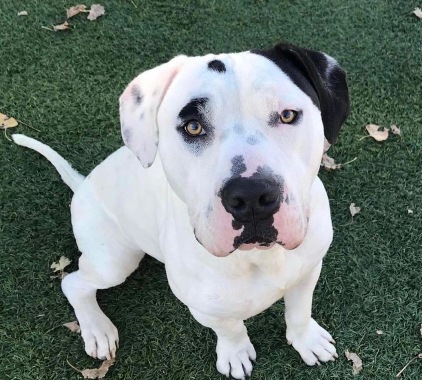 Enlarge Chip, a Adoptable mixed breed in Agua Dulce, CA image 5/6