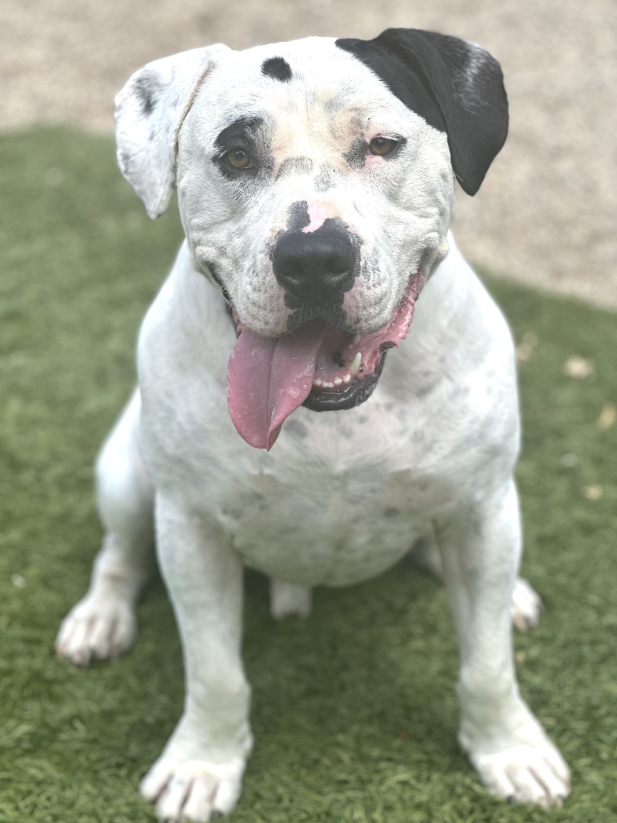 Chip, a Adoptable mixed breed in Agua Dulce, CA image 4/13