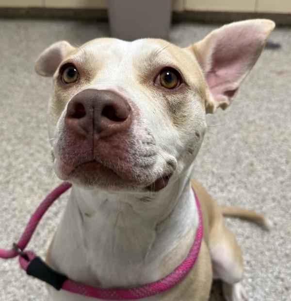 Enlarge Molly, a Adoptable mixed breed in Vancouver, WA image 1/1