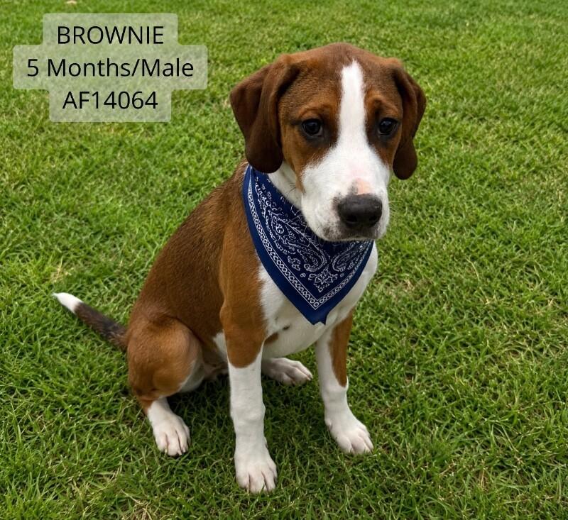 Brownie, a Adoptable mixed breed in Supply, NC image 1/2