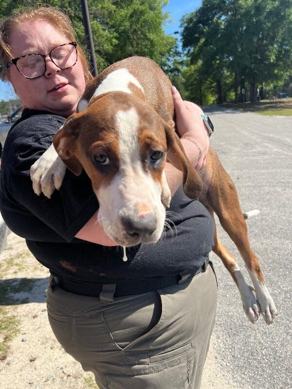 Brownie, a Adoptable mixed breed in Supply, NC image 2/2