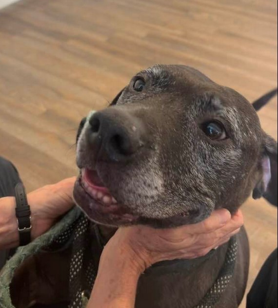 Enlarge Drako, a Adoptable mixed breed in Roswell, GA image 2/12