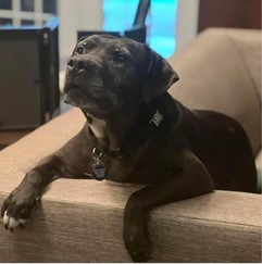 Enlarge Drako, a Adoptable mixed breed in Roswell, GA image 3/12