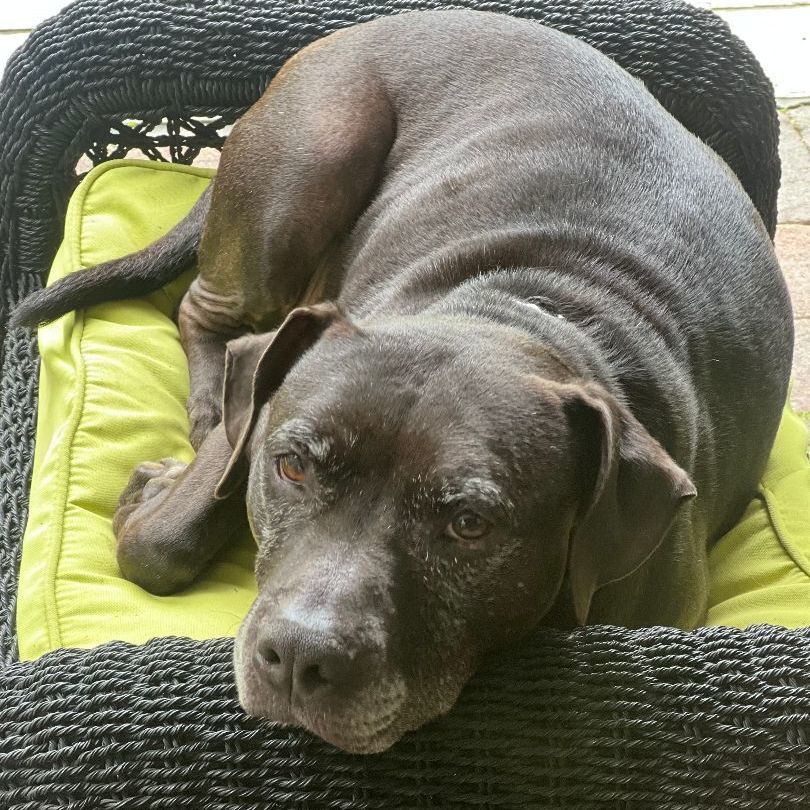 Enlarge Drako, a Adoptable mixed breed in Roswell, GA image 4/12