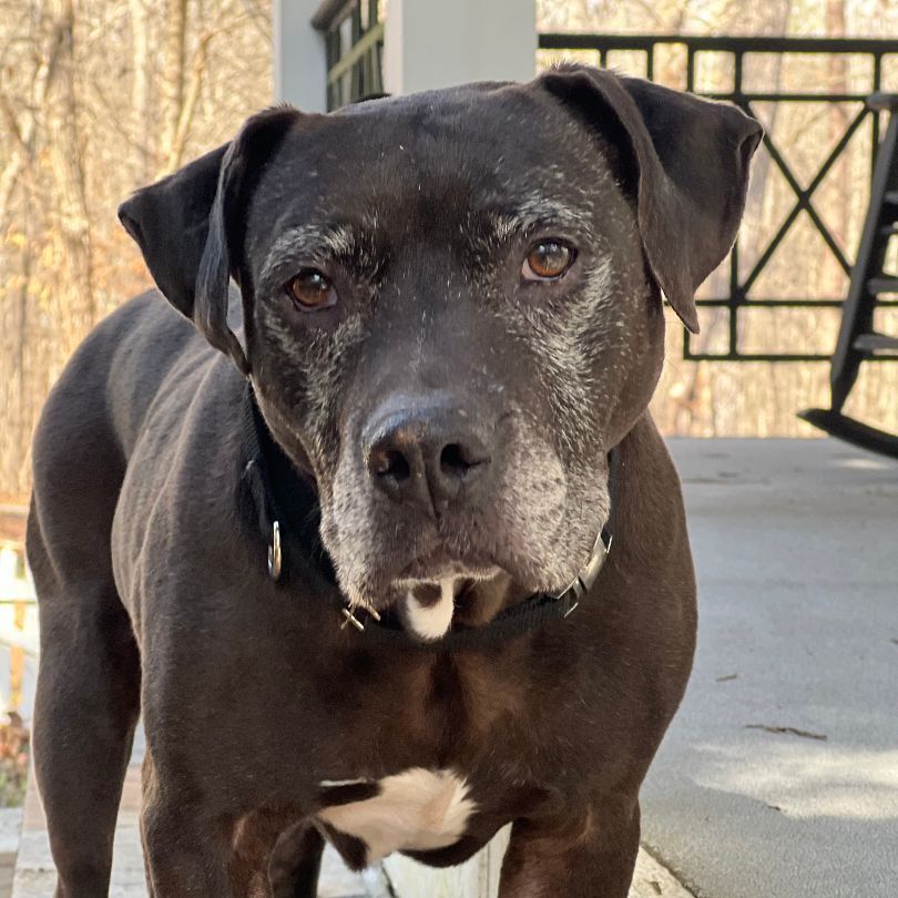 Enlarge Drako, a Adoptable mixed breed in Roswell, GA image 7/12