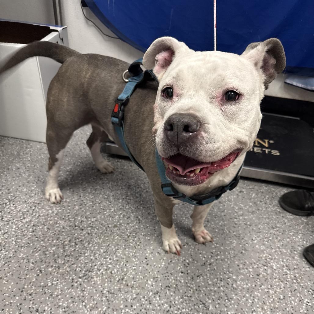 Zeke, a Adoptable American Staffordshire Terrier in Henderson, NV image 3/4