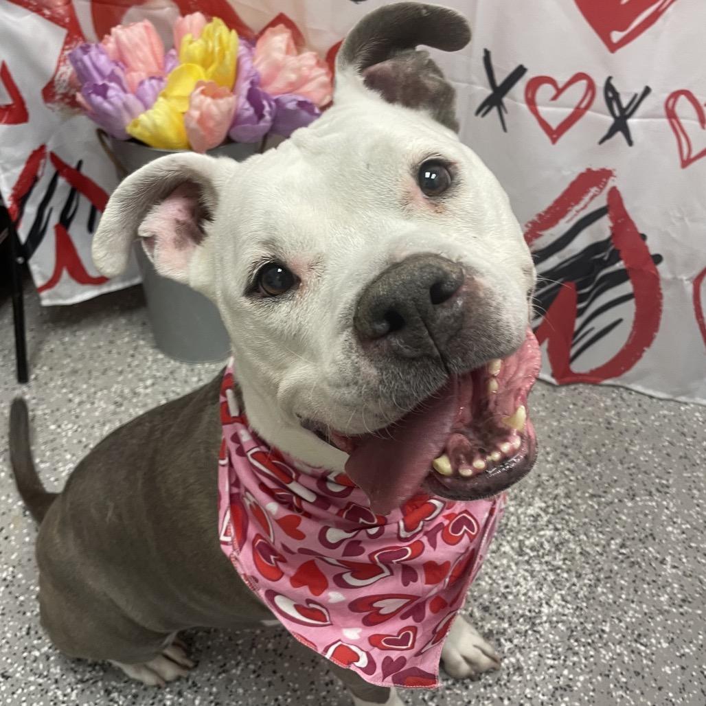 Zeke, a Adoptable American Staffordshire Terrier in Henderson, NV image 4/4