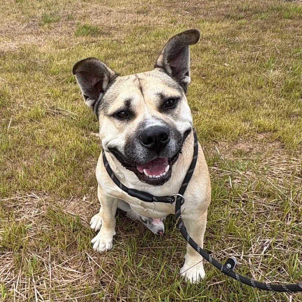 Tiny, Adoptable, Young Male Pit Bull Terrier.
