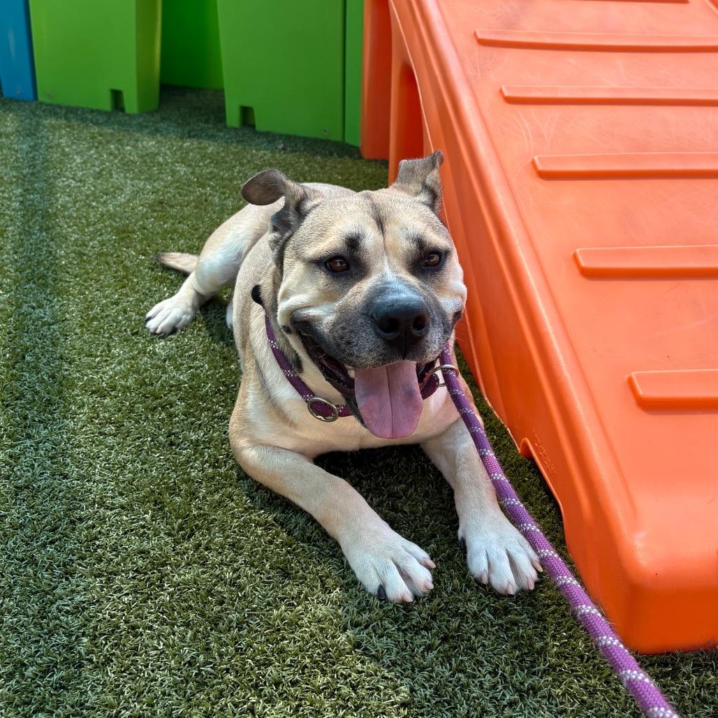 Enlarge Tiny, a Adoptable Pit Bull Terrier in Morganton, NC image 3/4