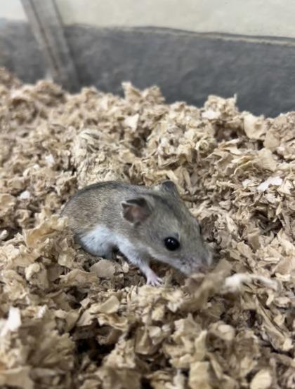 Enlarge Teddy, a Adoptable Hamster in New Hope, PA image 1/2