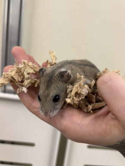 Enlarge Teddy, a Adoptable Hamster in New Hope, PA image 2/2