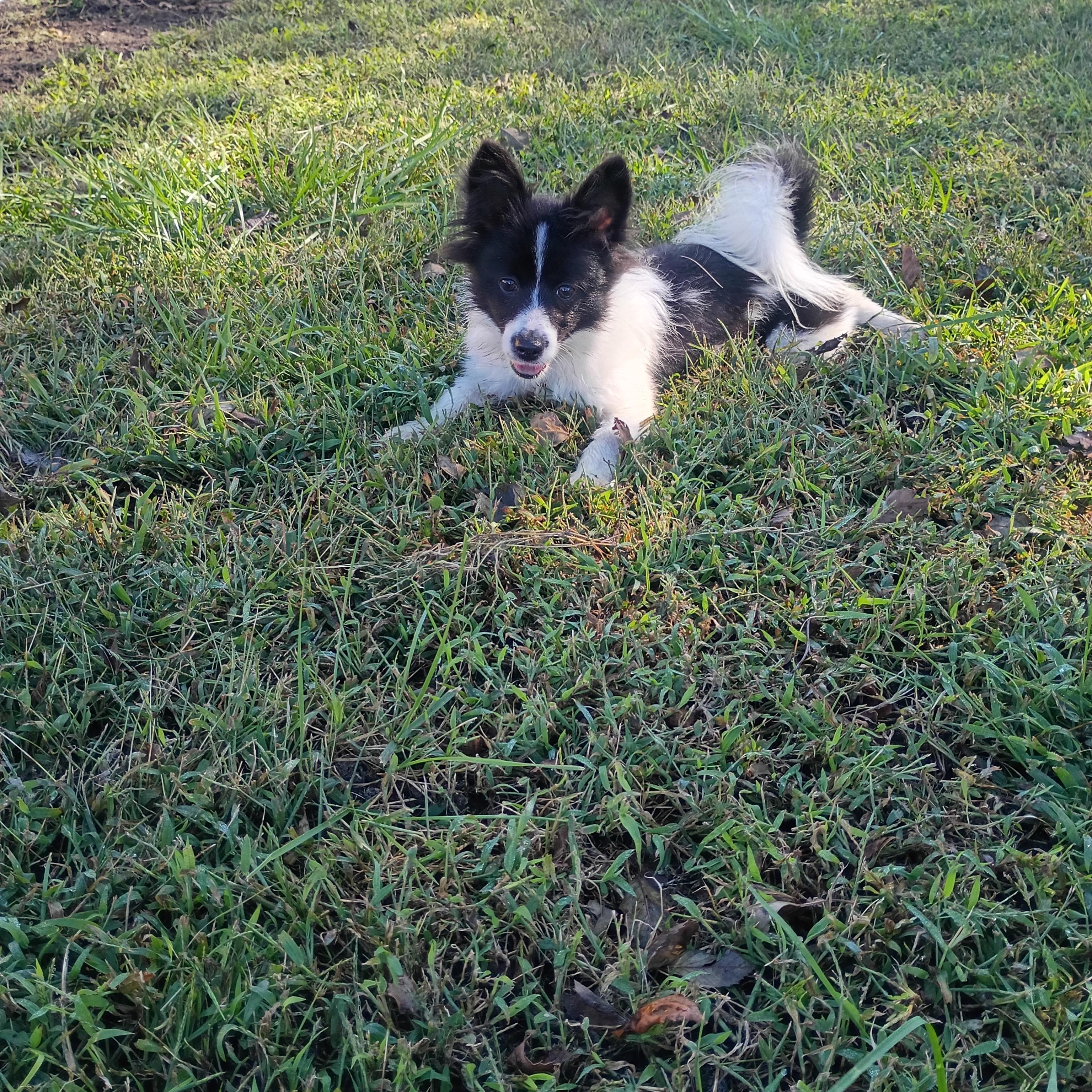 Rascal, Adopted, Young Male Pomeranian.