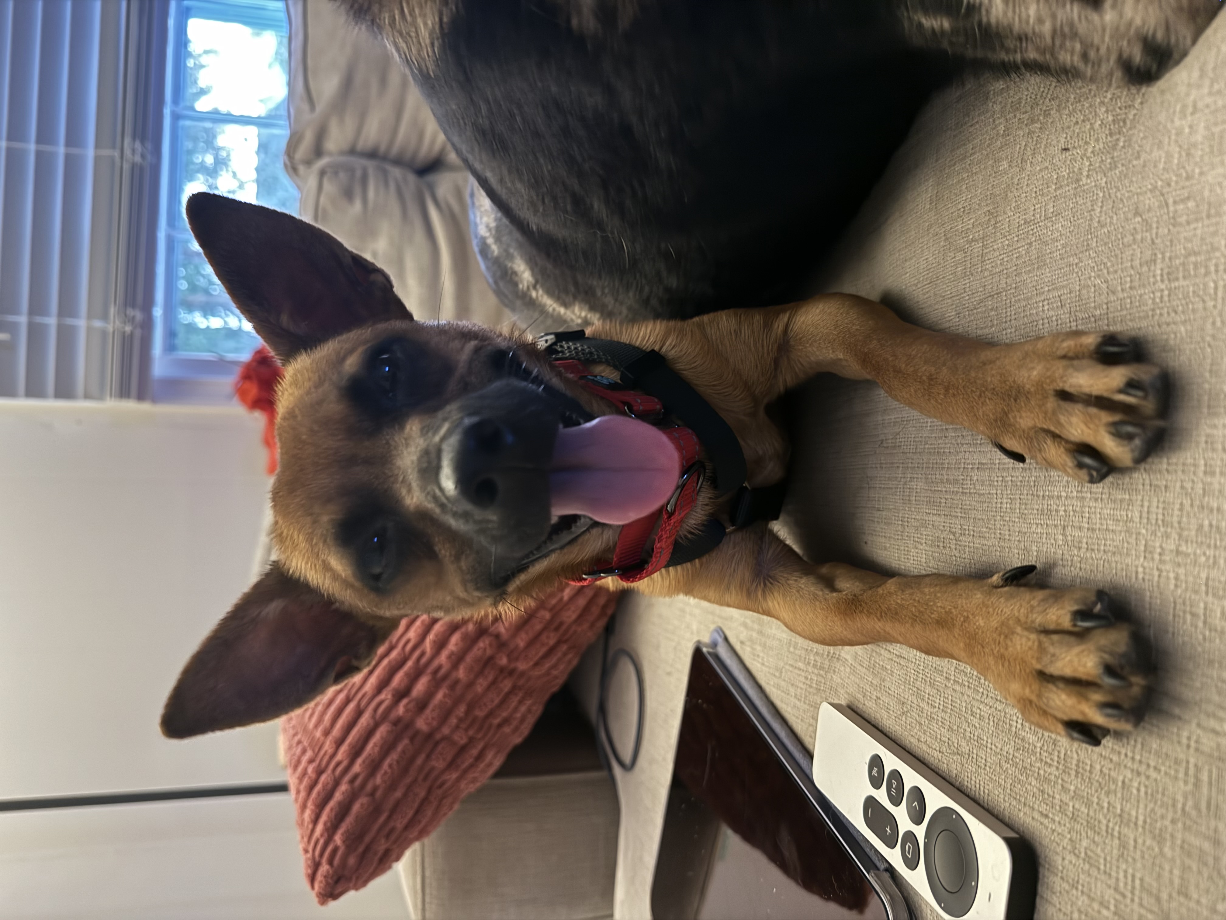 Dan, Adopted, Adult Male Chihuahua.