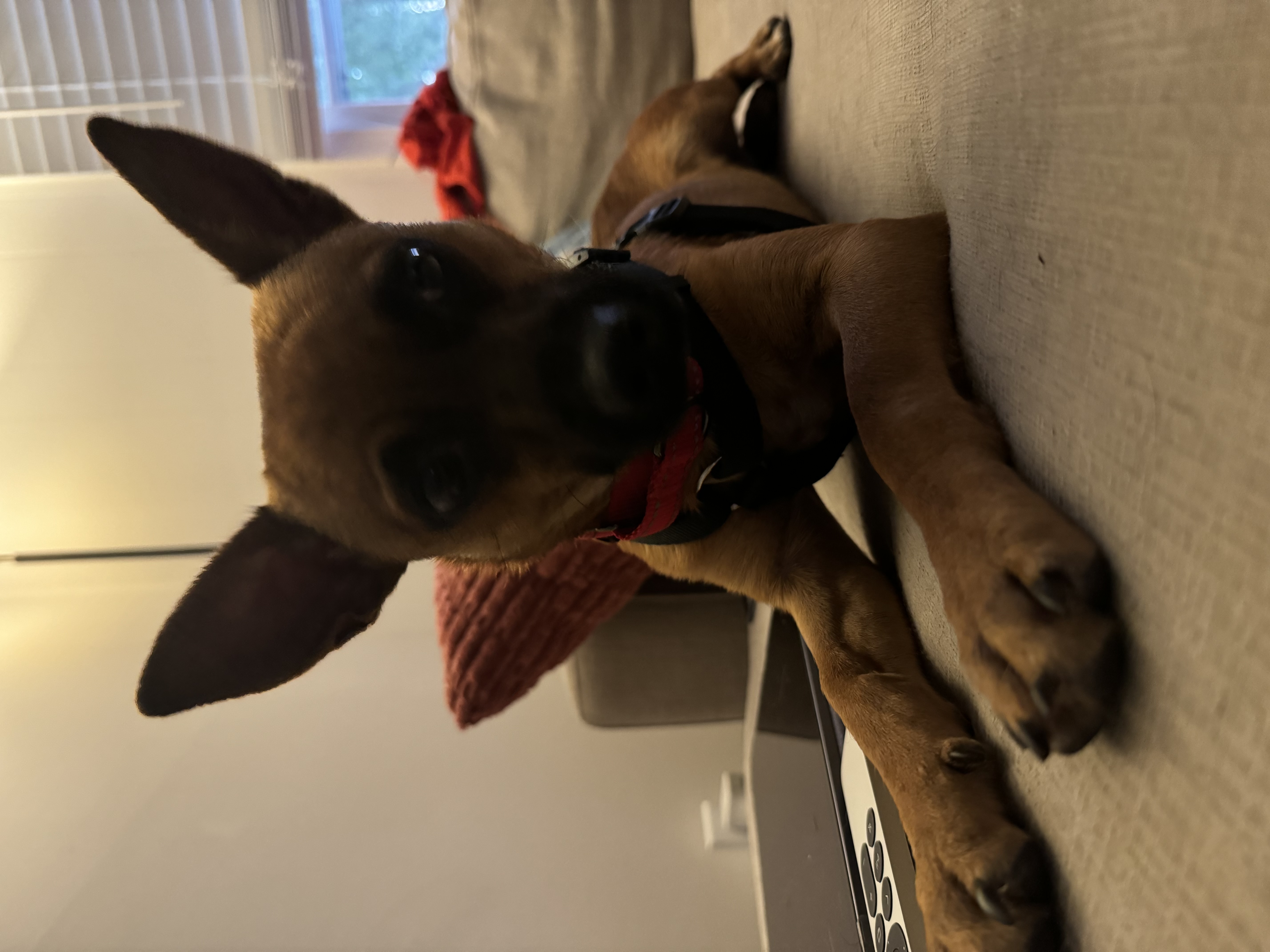 Enlarge Dan, a Adopted Chihuahua in Columbia, MD image 2/5