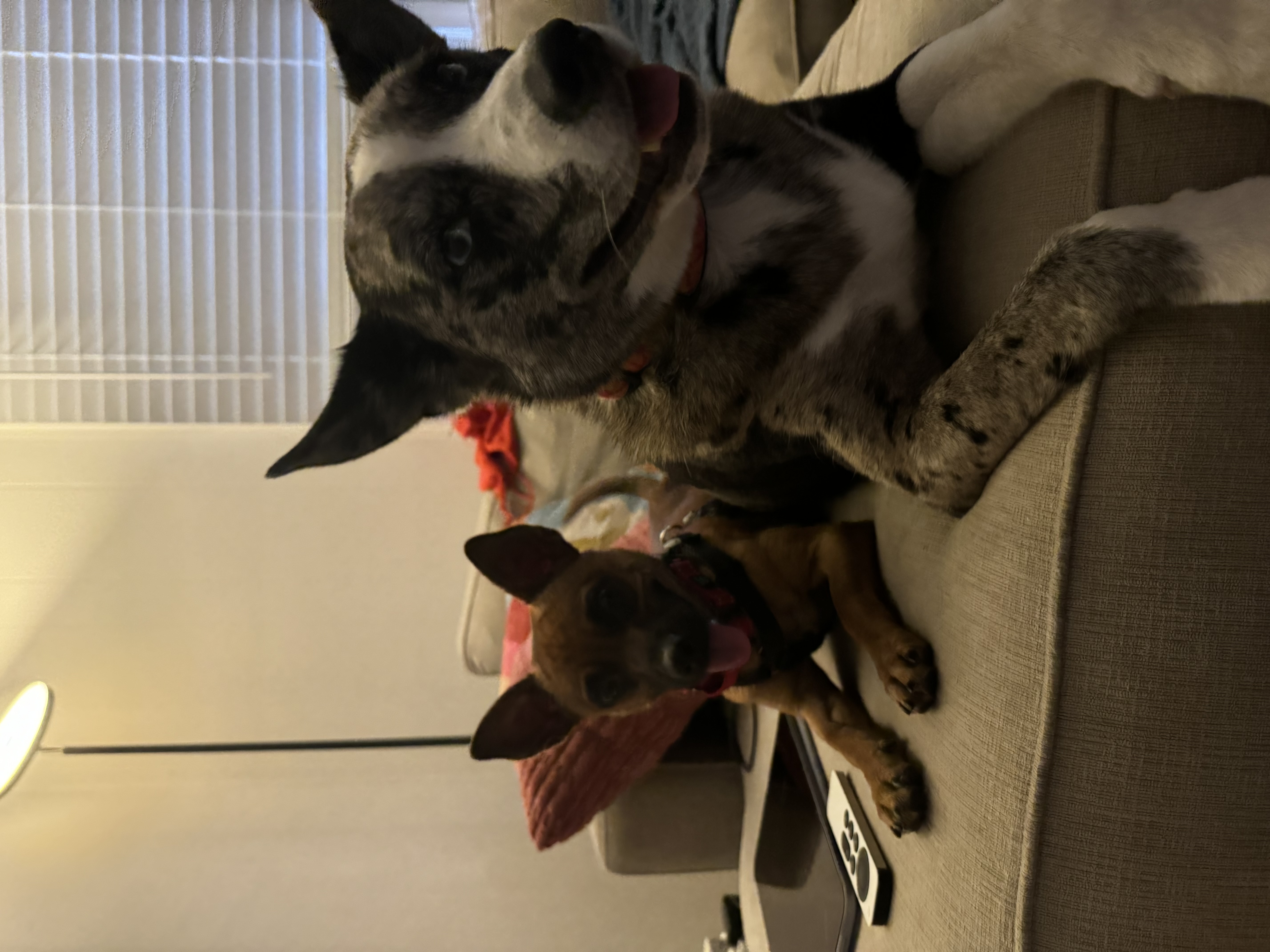 Enlarge Dan, a Adopted Chihuahua in Columbia, MD image 3/5