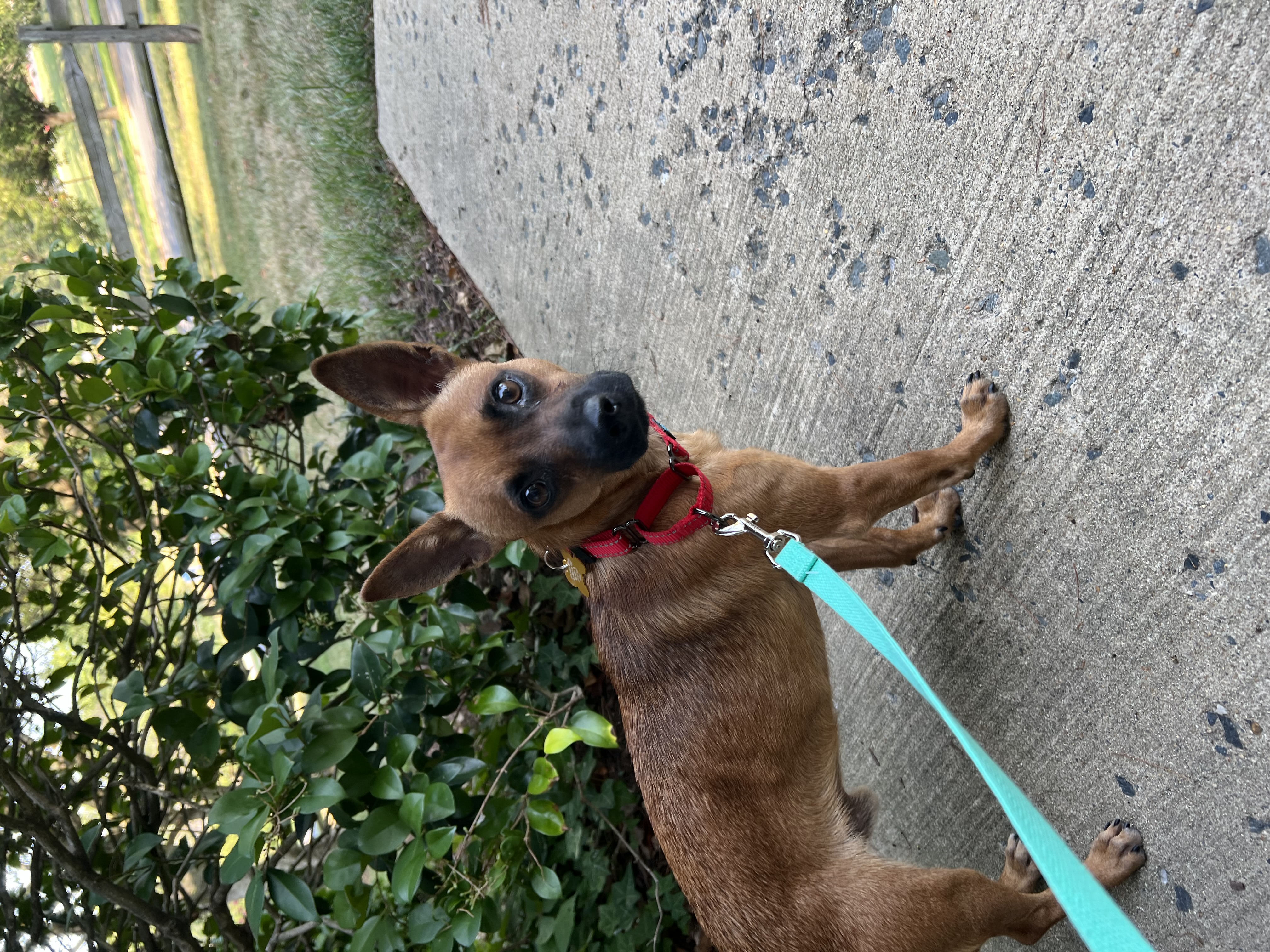 Enlarge Dan, a Adopted Chihuahua in Columbia, MD image 4/5