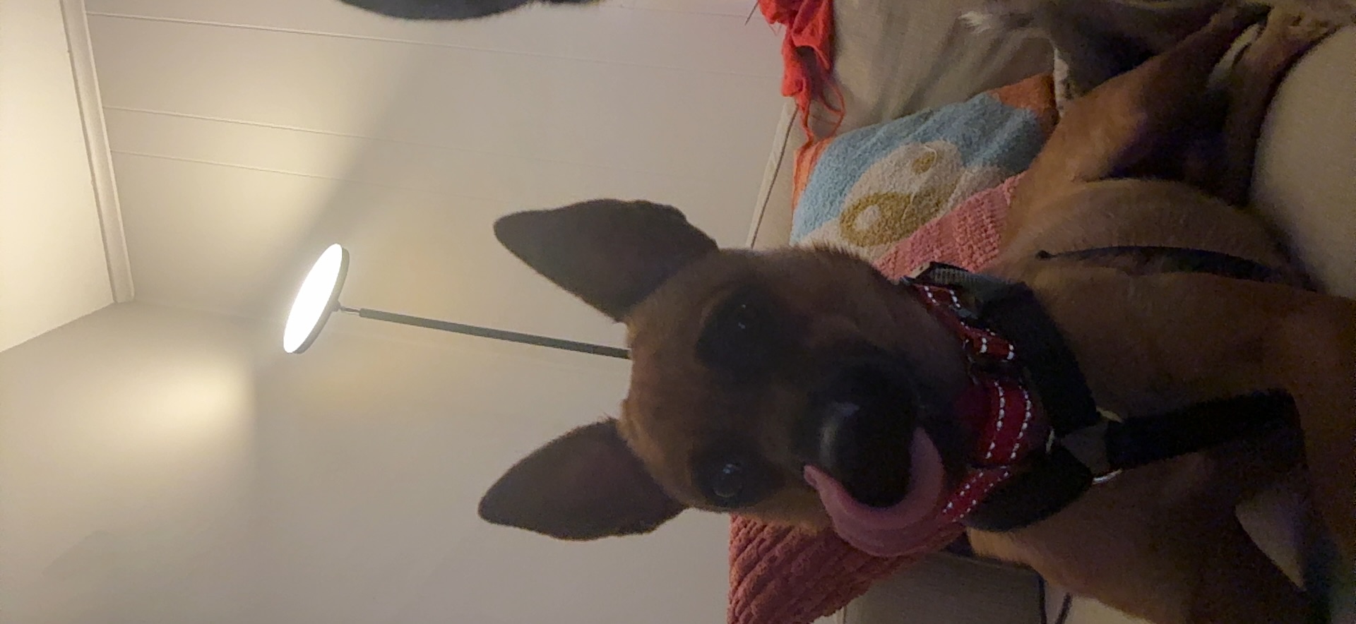 Enlarge Dan, a Adopted Chihuahua in Columbia, MD image 5/5