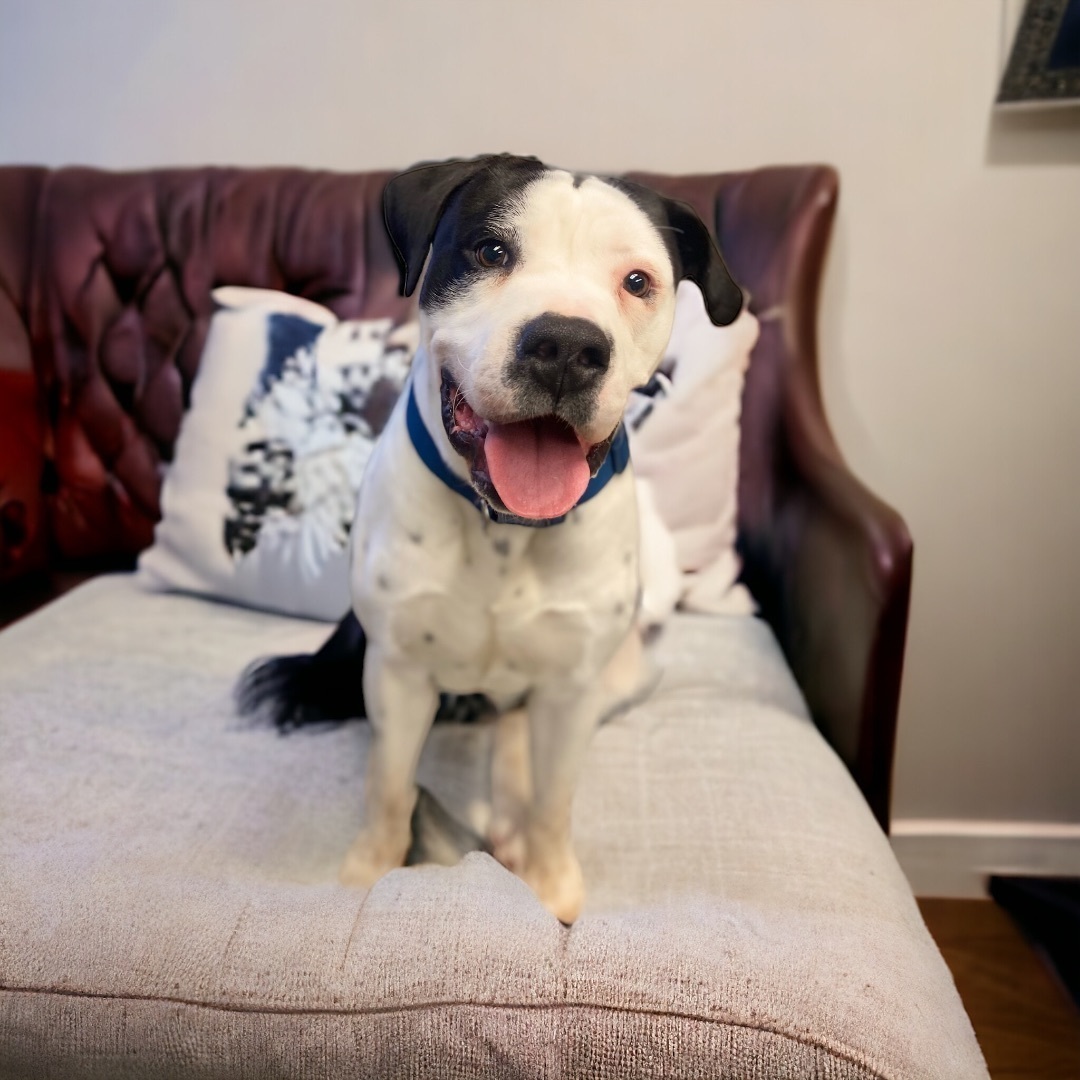 Petey 4