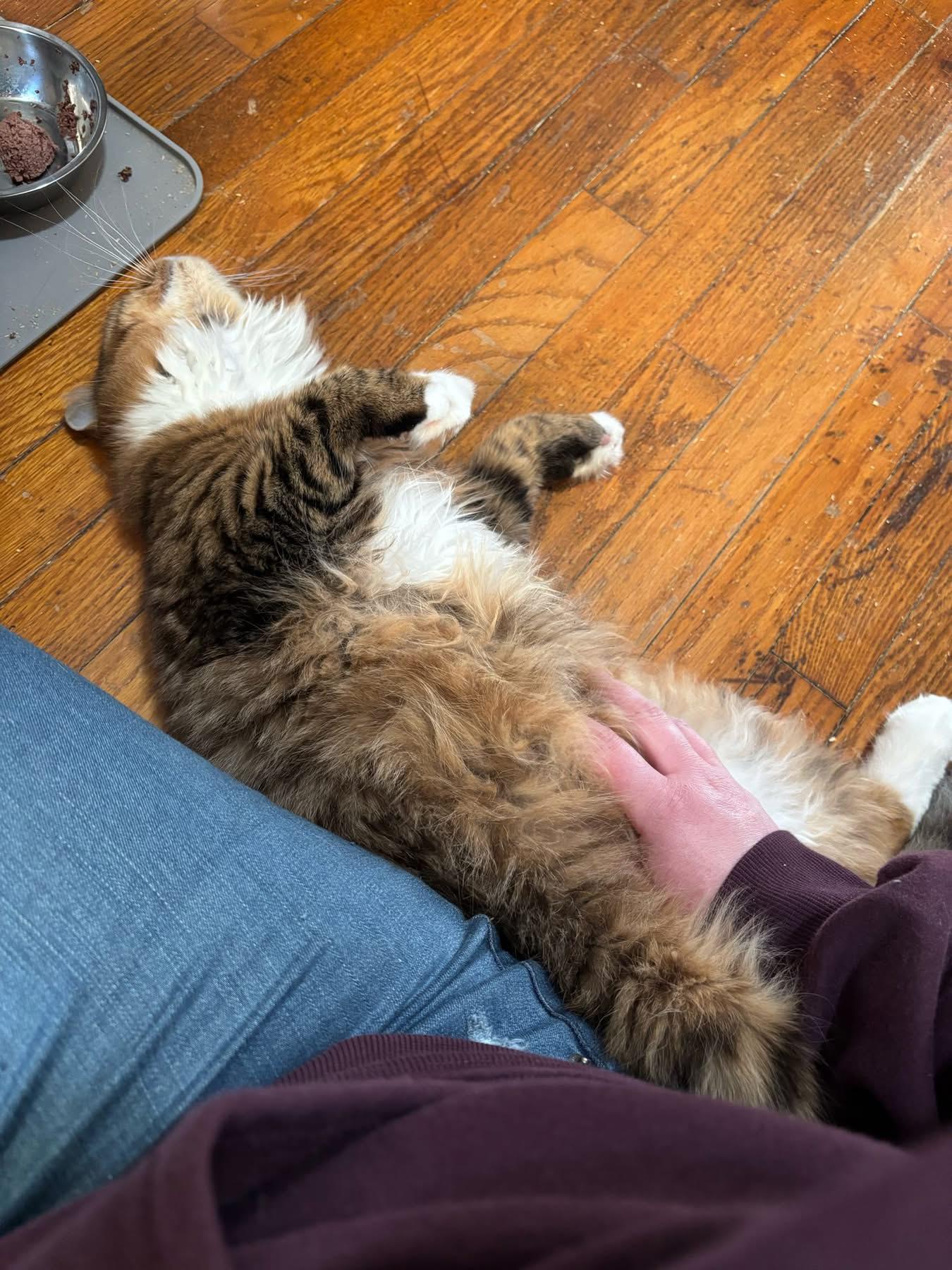 Enlarge Winston and Edmund, a ADOPTABLE mixed breed in Glenmont, NY image 2/3