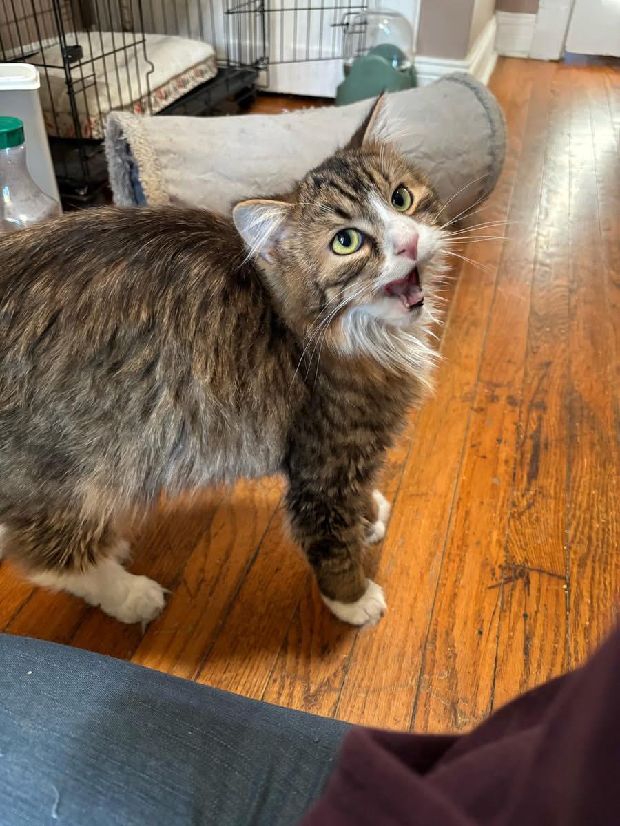 Enlarge Winston and Edmund, a ADOPTABLE mixed breed in Glenmont, NY image 1/3